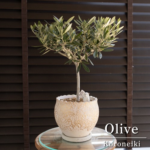 Olive オリーブの木 Koroneiki 5号 陶器鉢 コロネイキ オリーブ トピアリー 0413