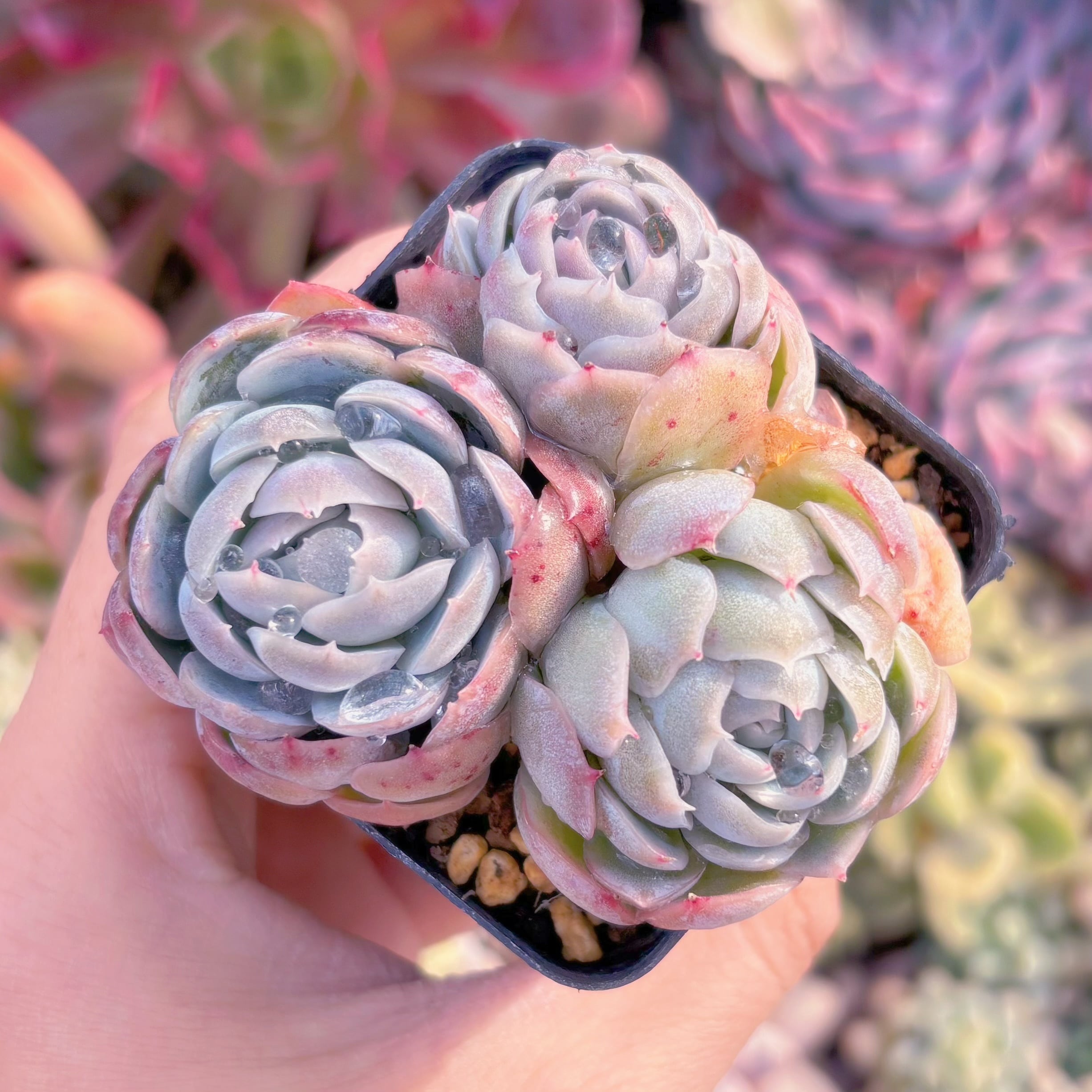 現品　クリームベリー#902　るる農園