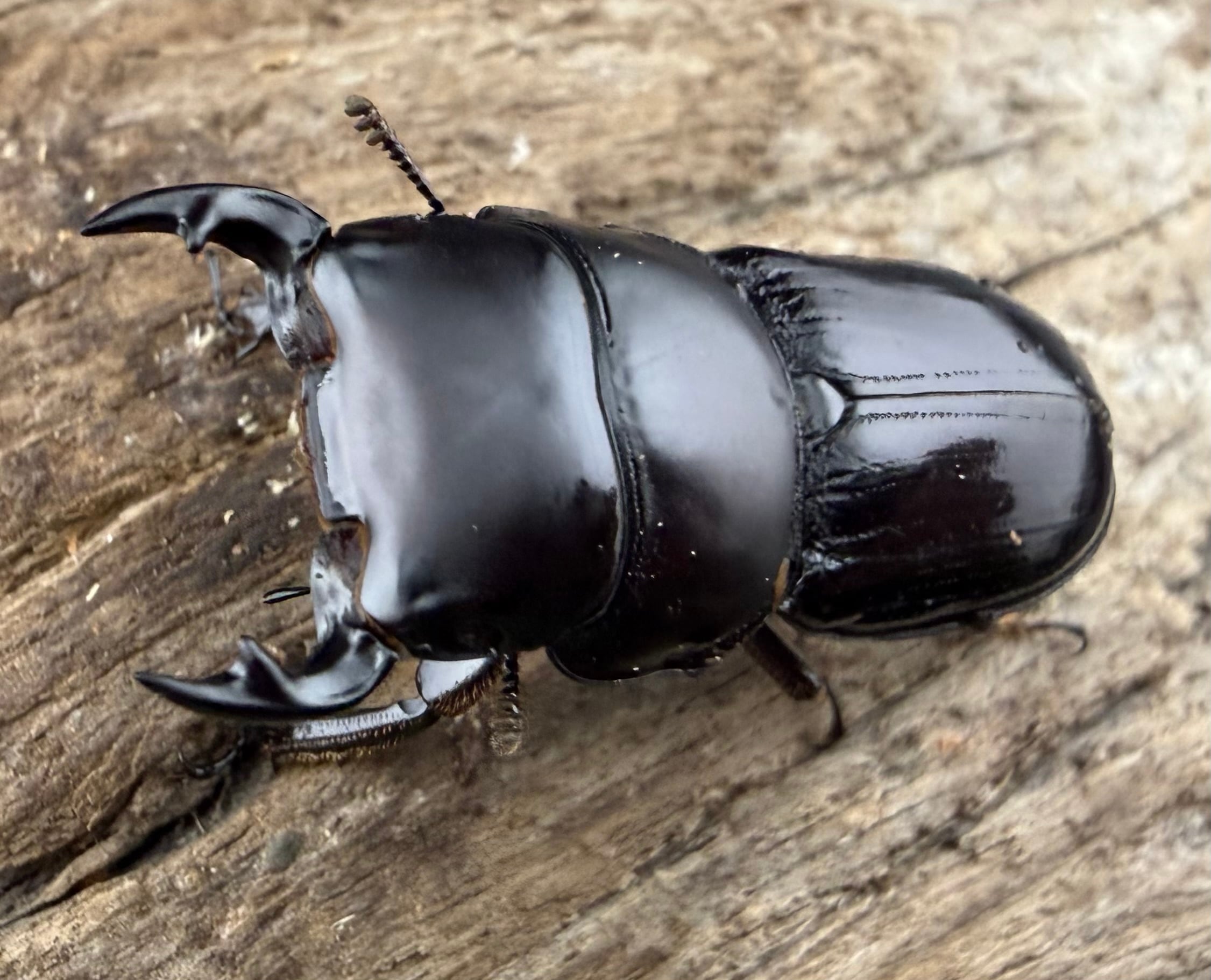 クワ品♡ 歳末SALEのお買い得商品 | KPW公式オンラインショップ