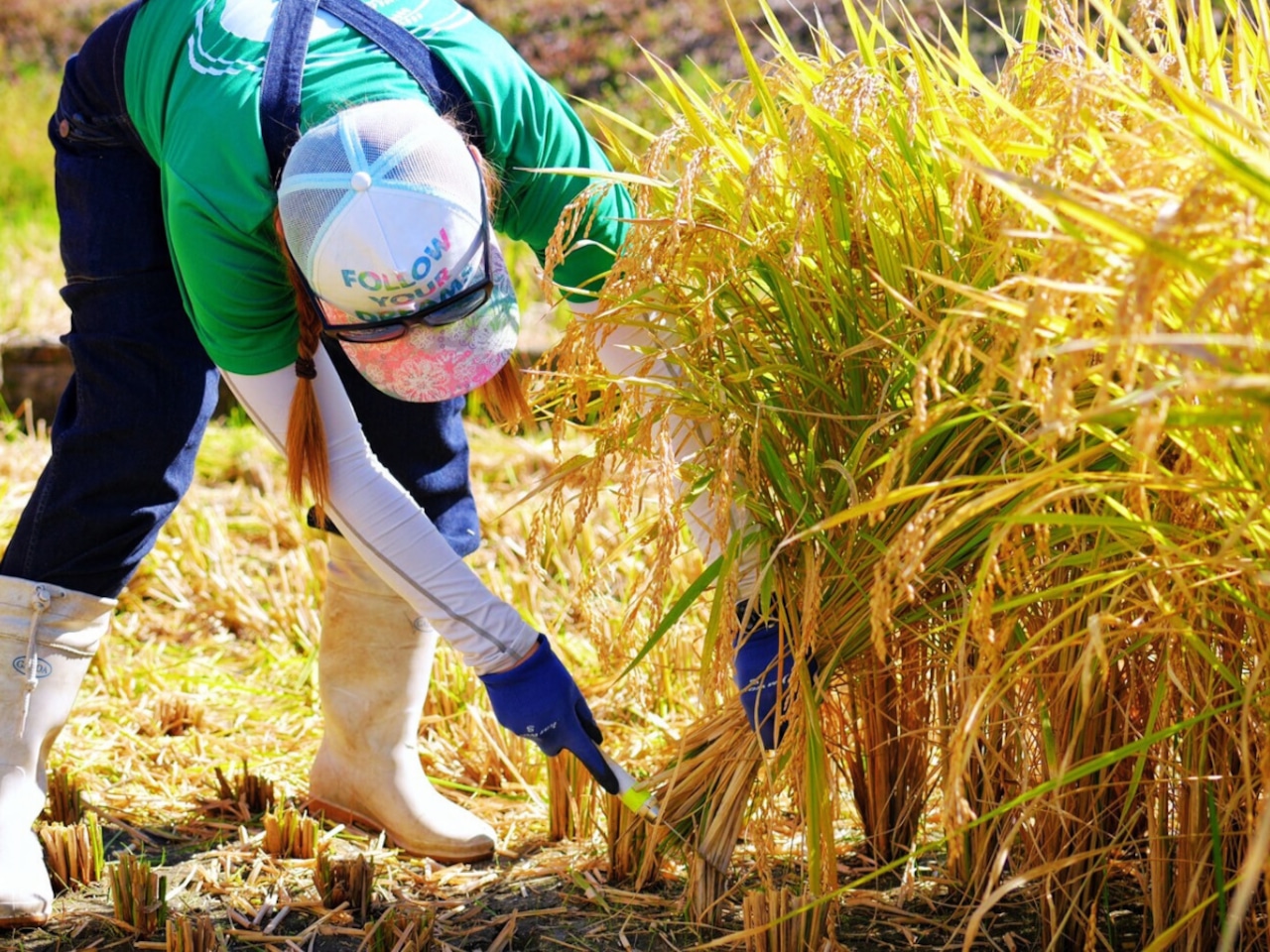 【精米定期便】凛々米 毎月10kg/全12回コース《一部送料無料》