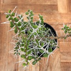 Alluaudia comosa【アローディア・コモサ】