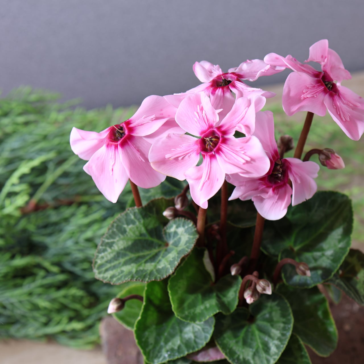436上向きの花が株を覆いつくすほど次々と咲く『シクラメン