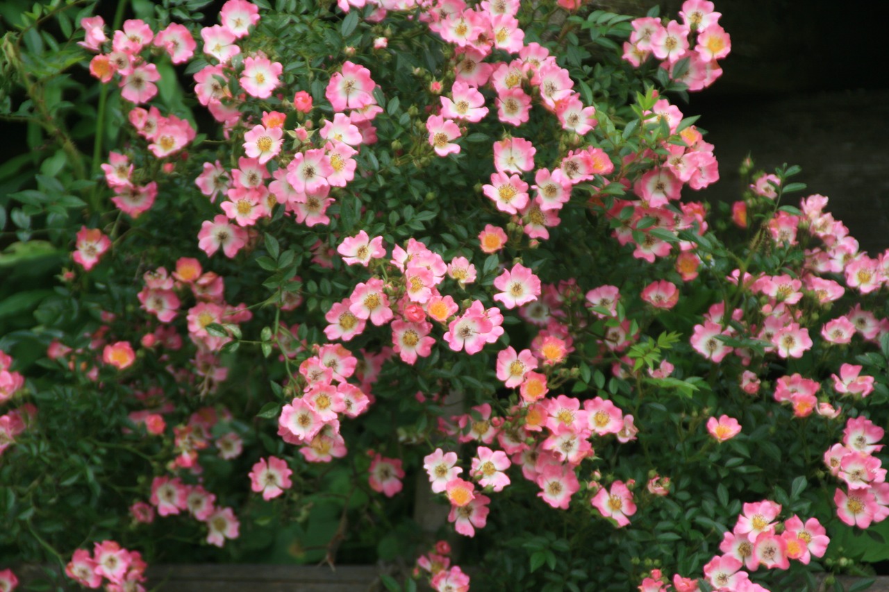 アカバナノイバラミヤビ（赤花野棘薔薇雅）９ｃｍ〜１０．５ｃｍポット【山野草】【野ばら】の画像02