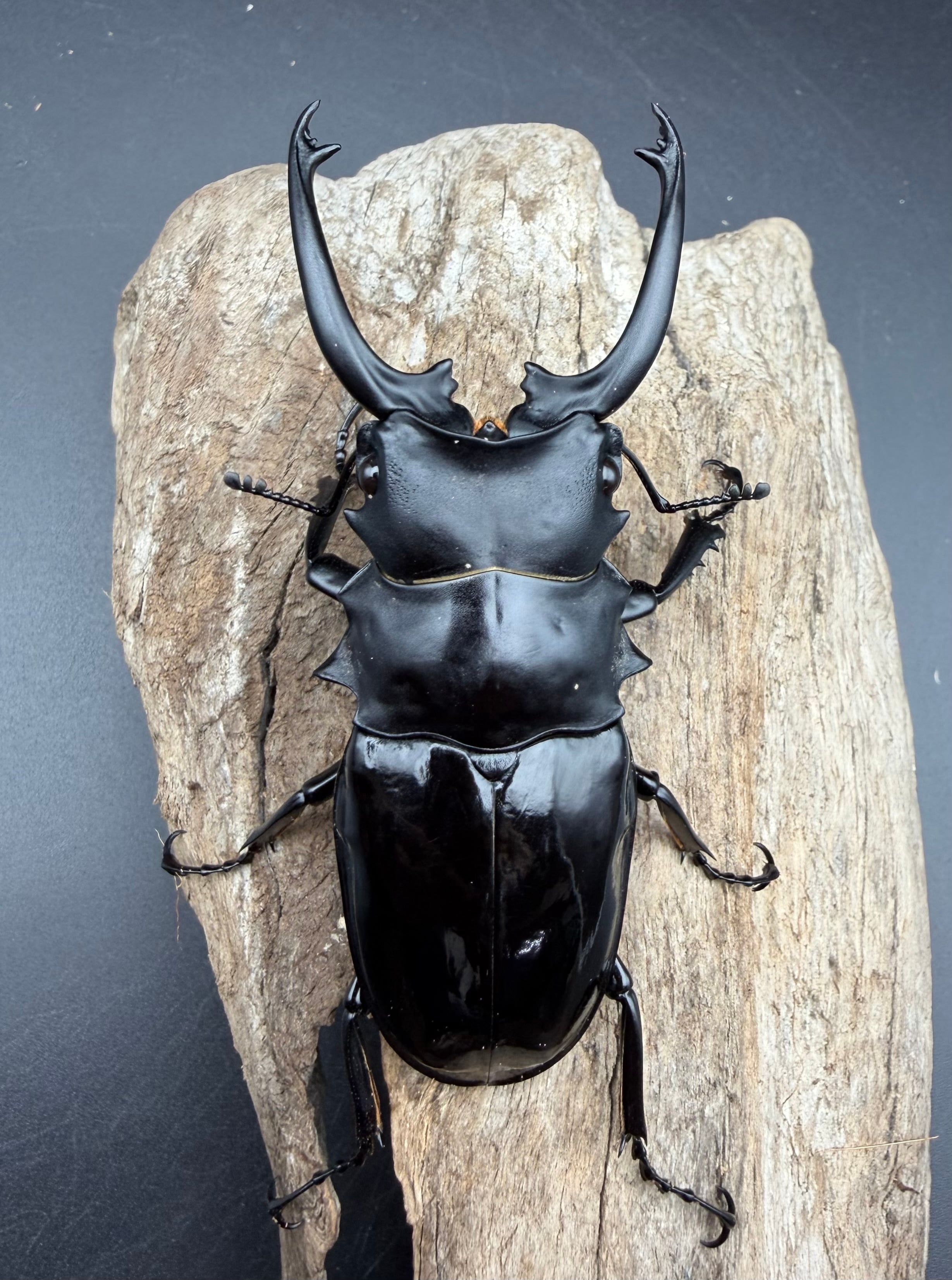 WD】《ダールマンツヤクワガタ亜種セレベンシス 89mm ペア》 | KPW公式