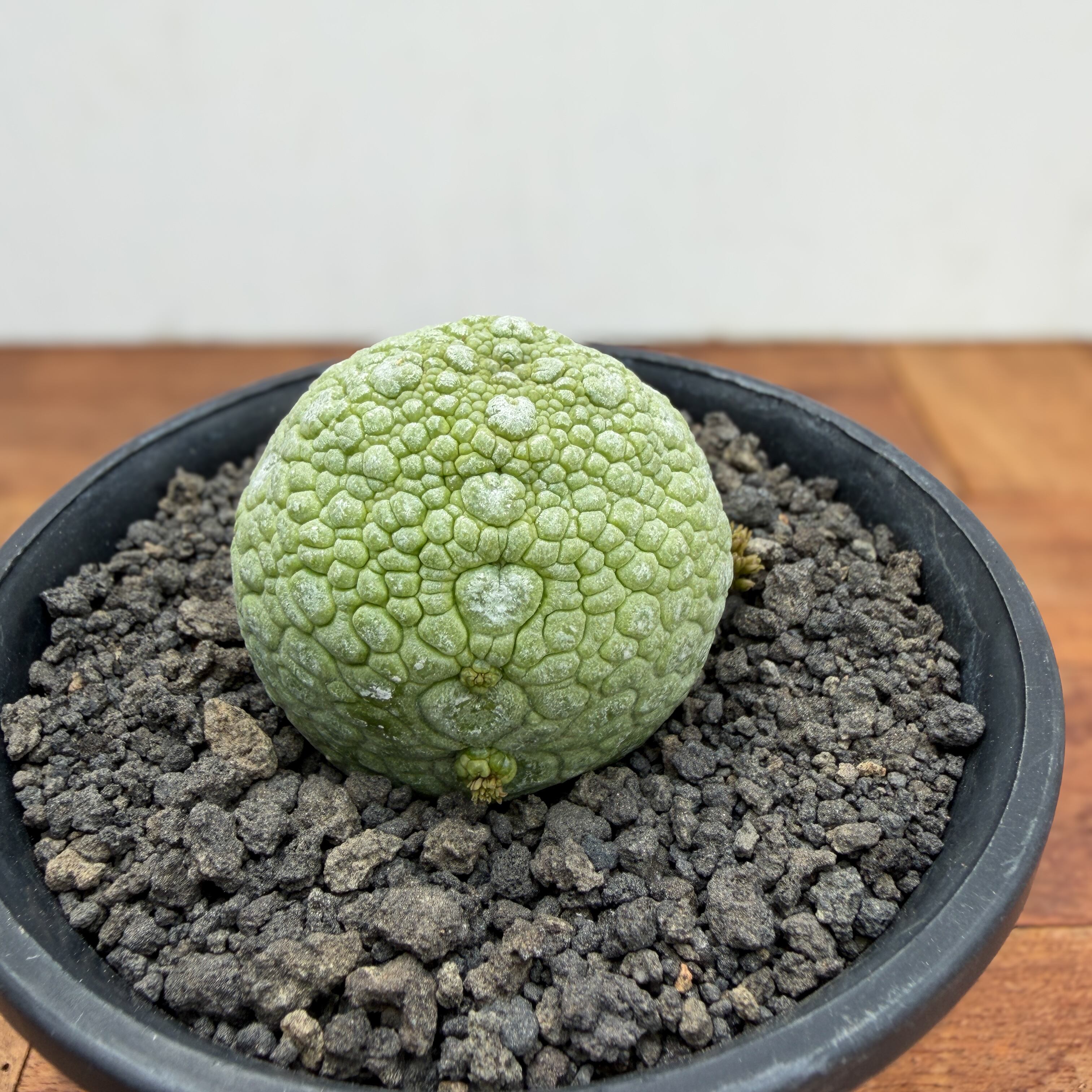 Pseudolithos migiurtinus 【プセウドリトス・ミギウルティヌス・実生