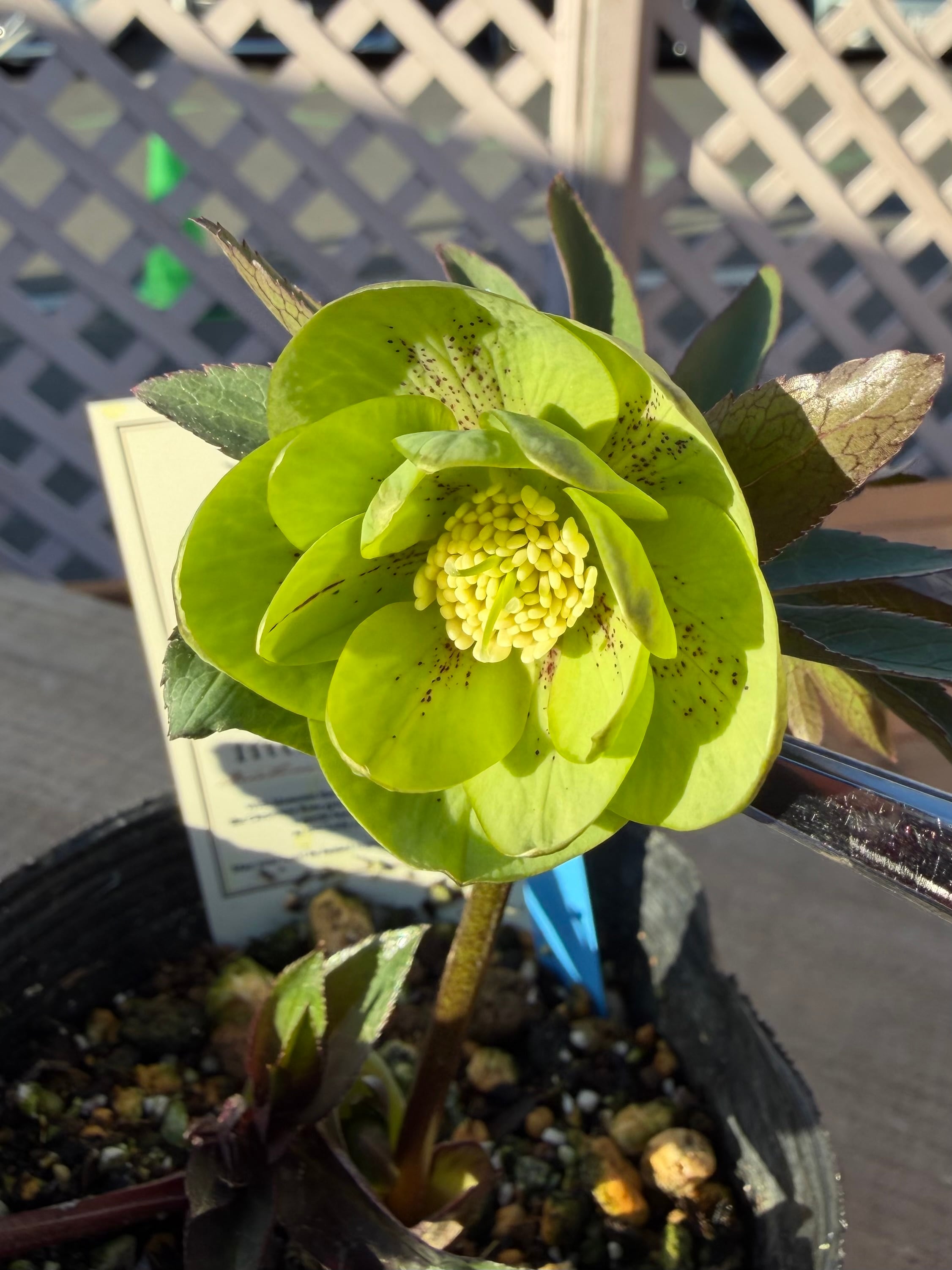 リトルビーストファントム デュメトラム系 高橋育苗 クリスマスローズ