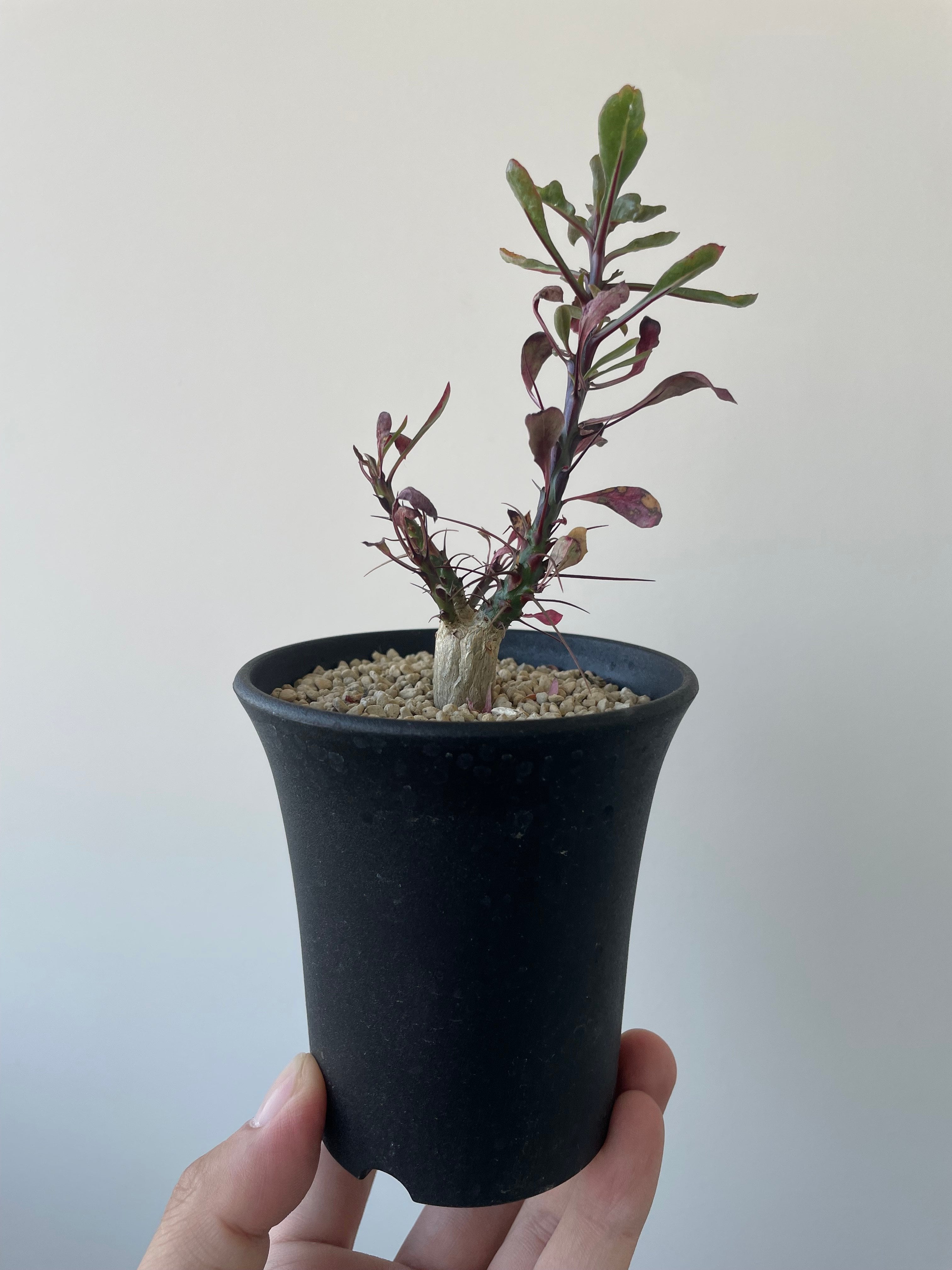 新着】Fouquieria fasciculata 10【激レア塊根・ぷっくり選抜実生株
