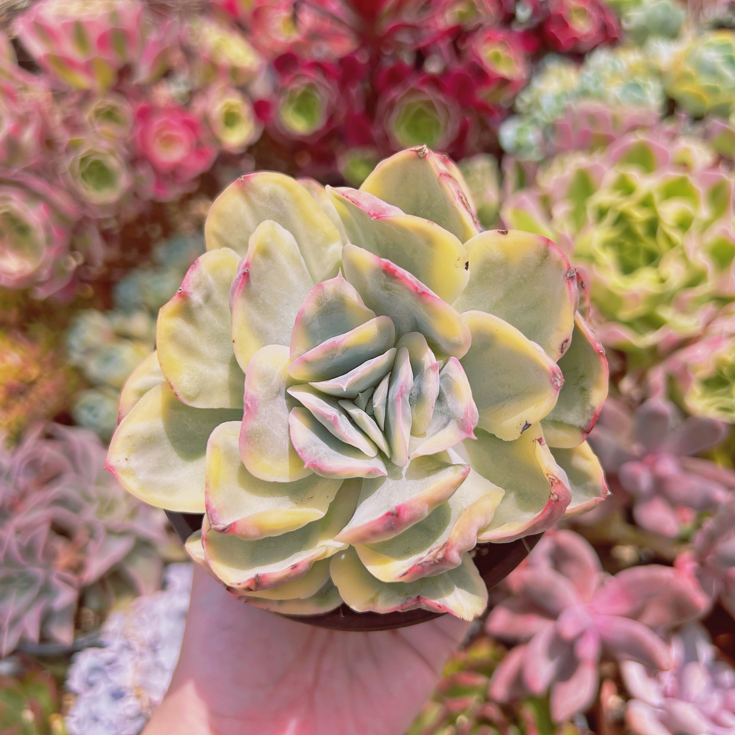 #3018現物　多肉植物　ルエラ錦　特大　抜き苗