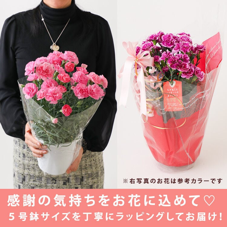 母の日】カーネーション ピンク 5号 | Terakoya NINJA