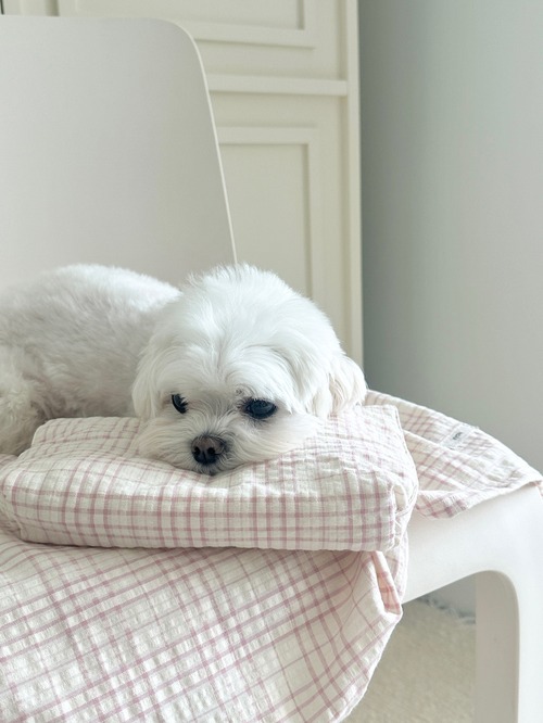 〈予約アイテム〉EYOU / ソフトデイズクールピロー- ピンクチェック