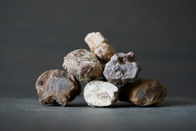 珪化木 ペトリファイドウッド Petrified Wood 1211~1216