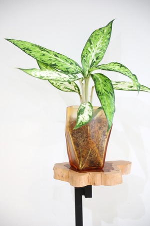 【M】デヘンバキア スターブライト　※【土不使用】グラスポット付き