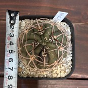 【新着3日限定10%OFF】サボテン　フェロシオール【105】