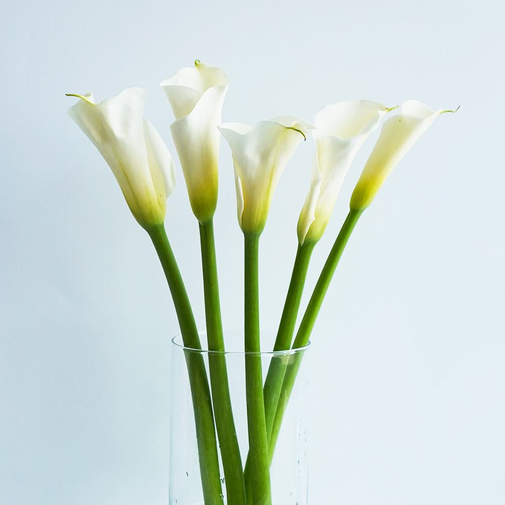 カラー ウェディングマーチ 5本 千葉県 君津市小糸花卉園芸組合 送料込 よいはな Yoihana 最高品質のお花をお届けするネット通販