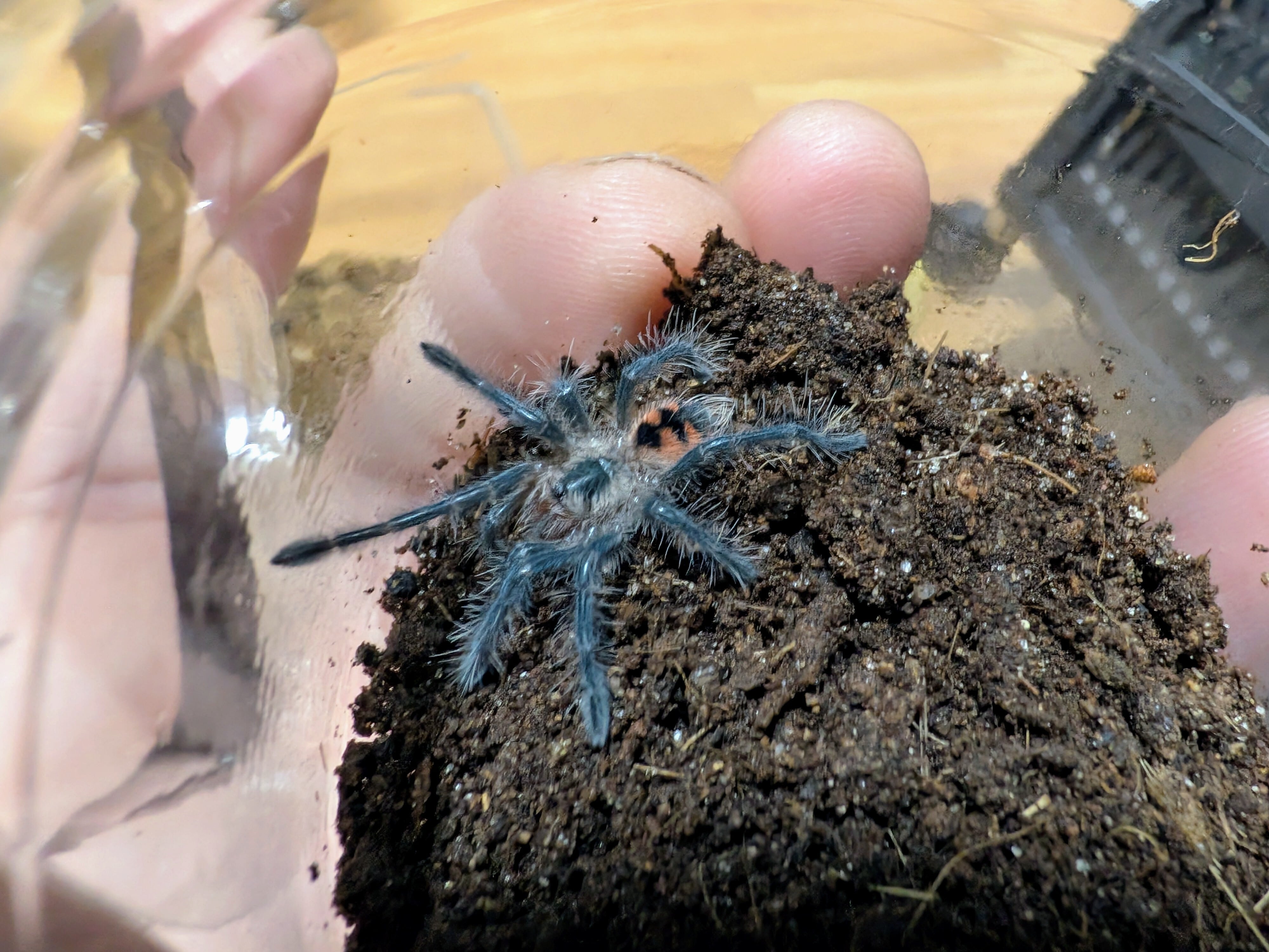 レア！！小型美麗種！！ブルーミリピード【Tonkinbolus caudulanus 
