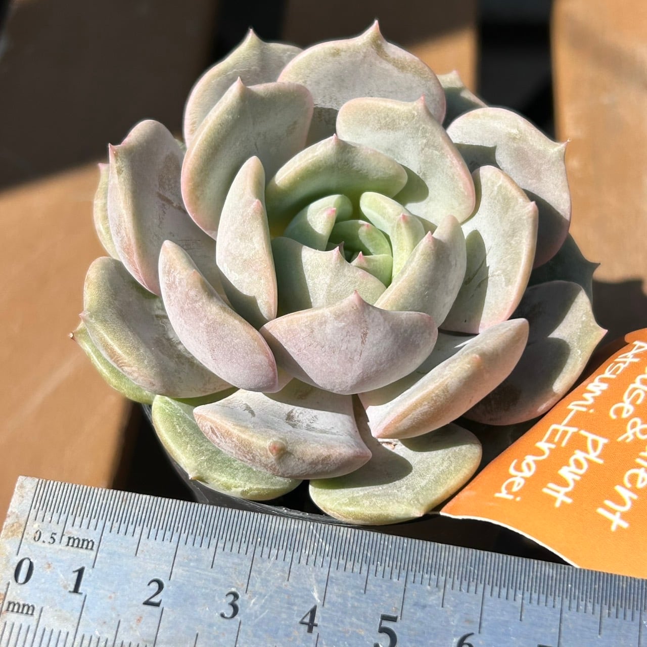 【渥美園芸苗@880〜】モンロー × ローラ モンローxローラ | RuPo 多肉植物専門店