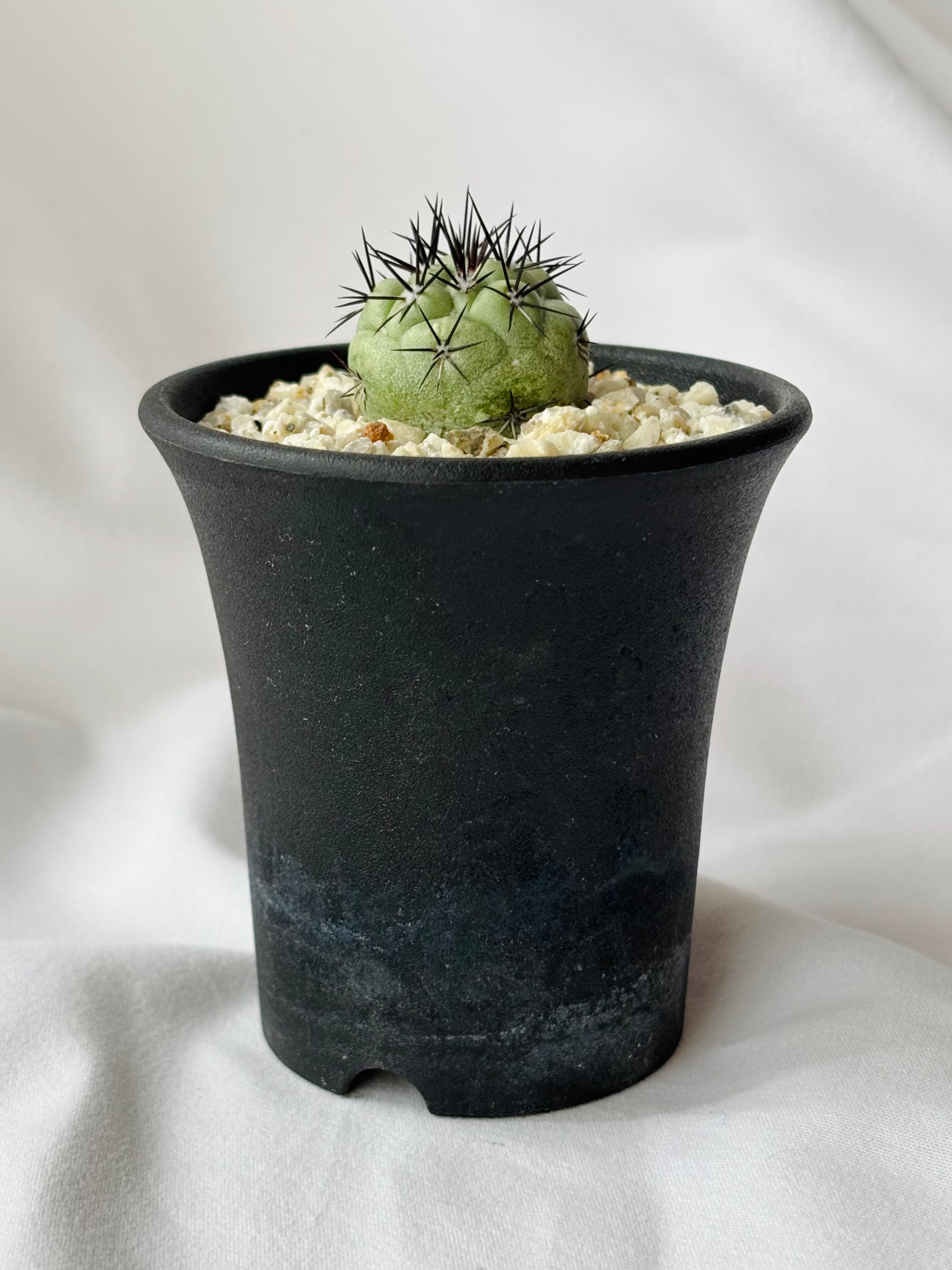 Ortegocactus macdougallii オルテゴカクタス マクドガリー サボテン