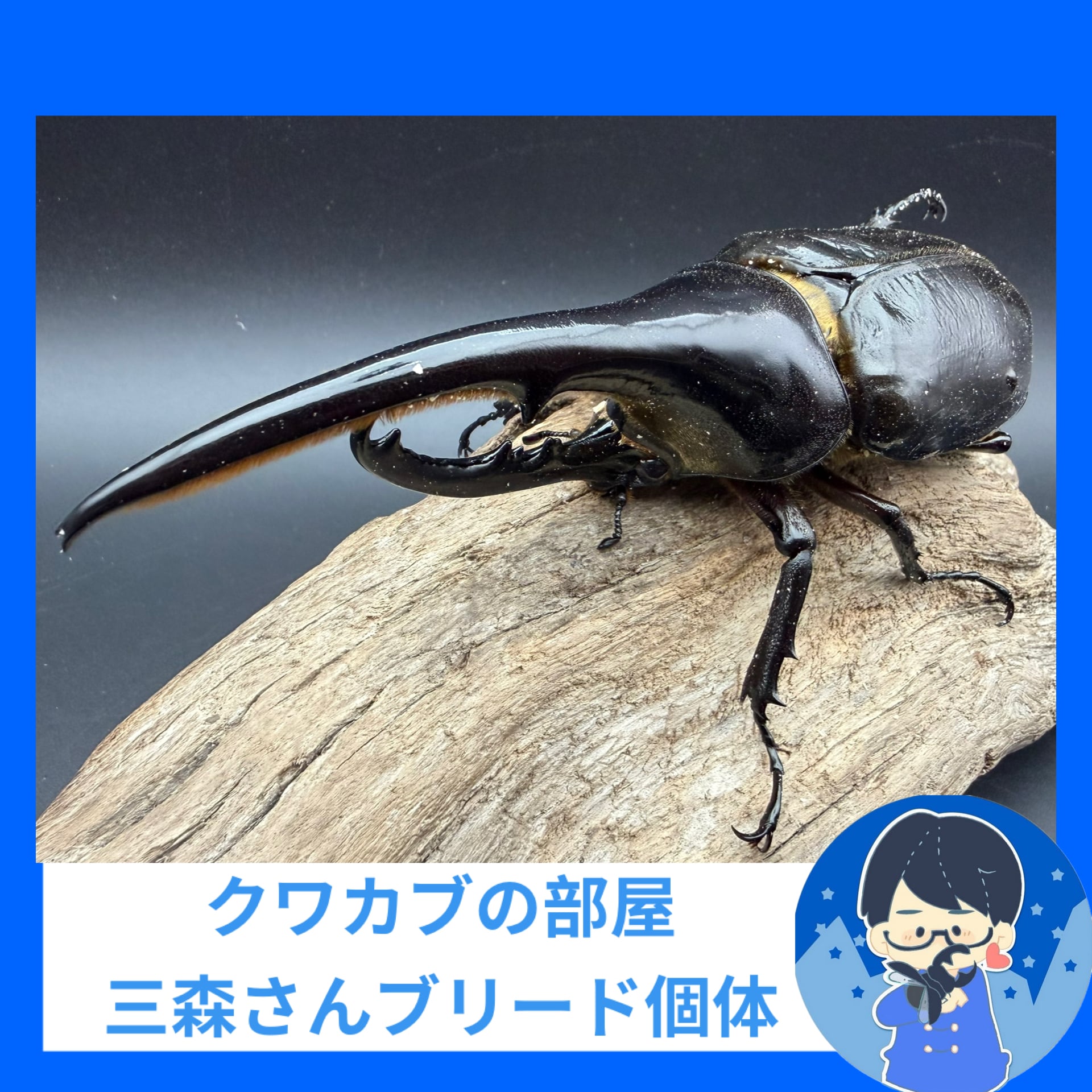 標本】天翅済み《オオキバヘビトンボ 中国産 開翅15cm前後》① | KPW