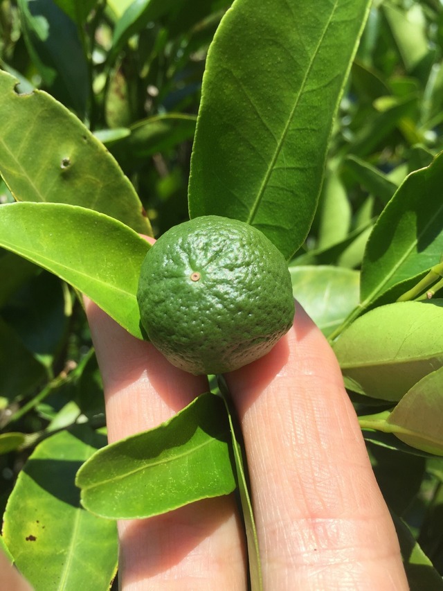 ポンカン【ご家庭用】サイズMIX5㎏（約35個）