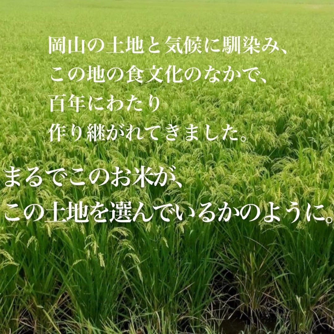 自然栽培 朝日米 10kg｜無農薬｜玄米・分づき米・白米｜岡山県倉敷産