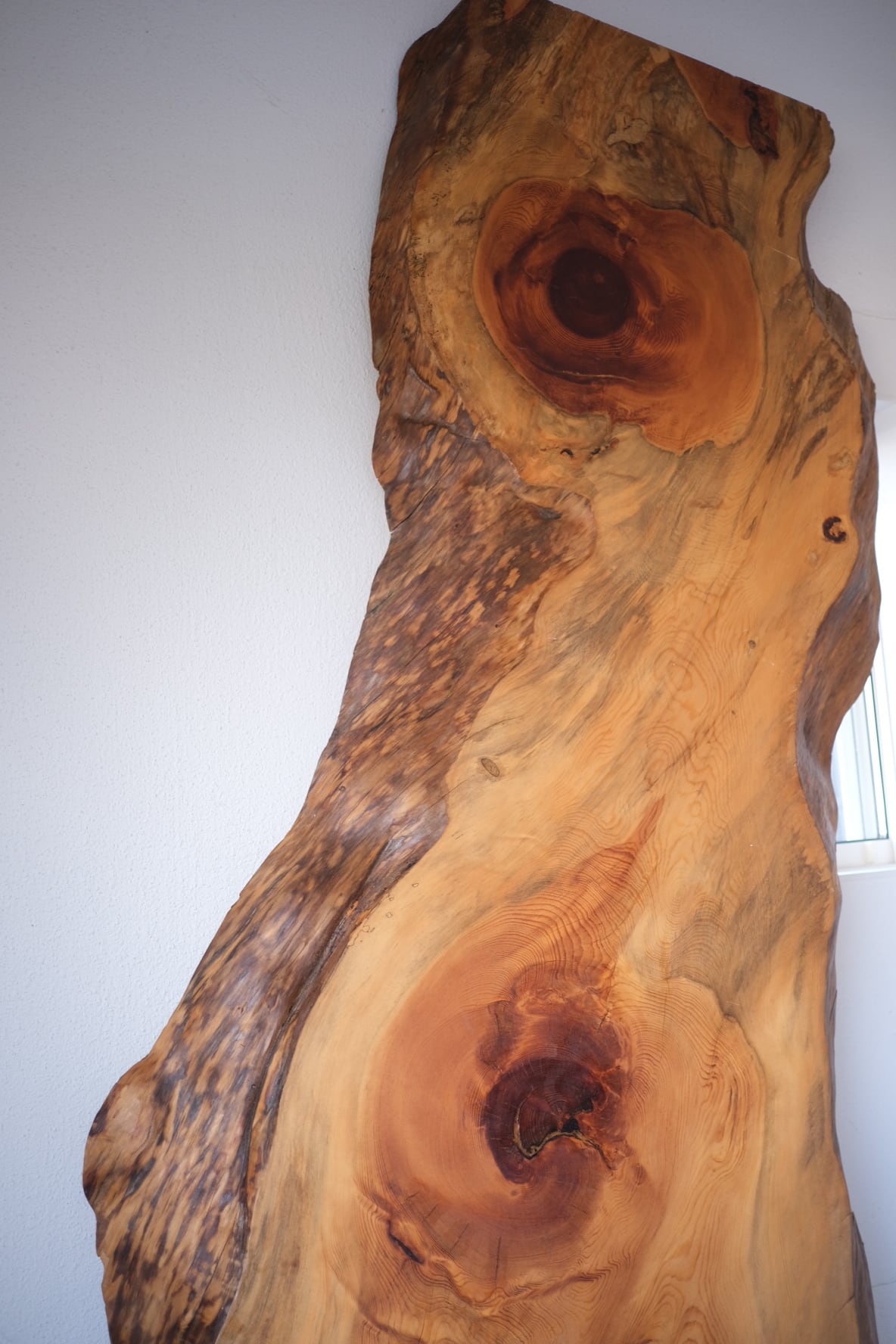 1200年の歴史を紡ぐ賀露神社の御神木 黒松ノ黒