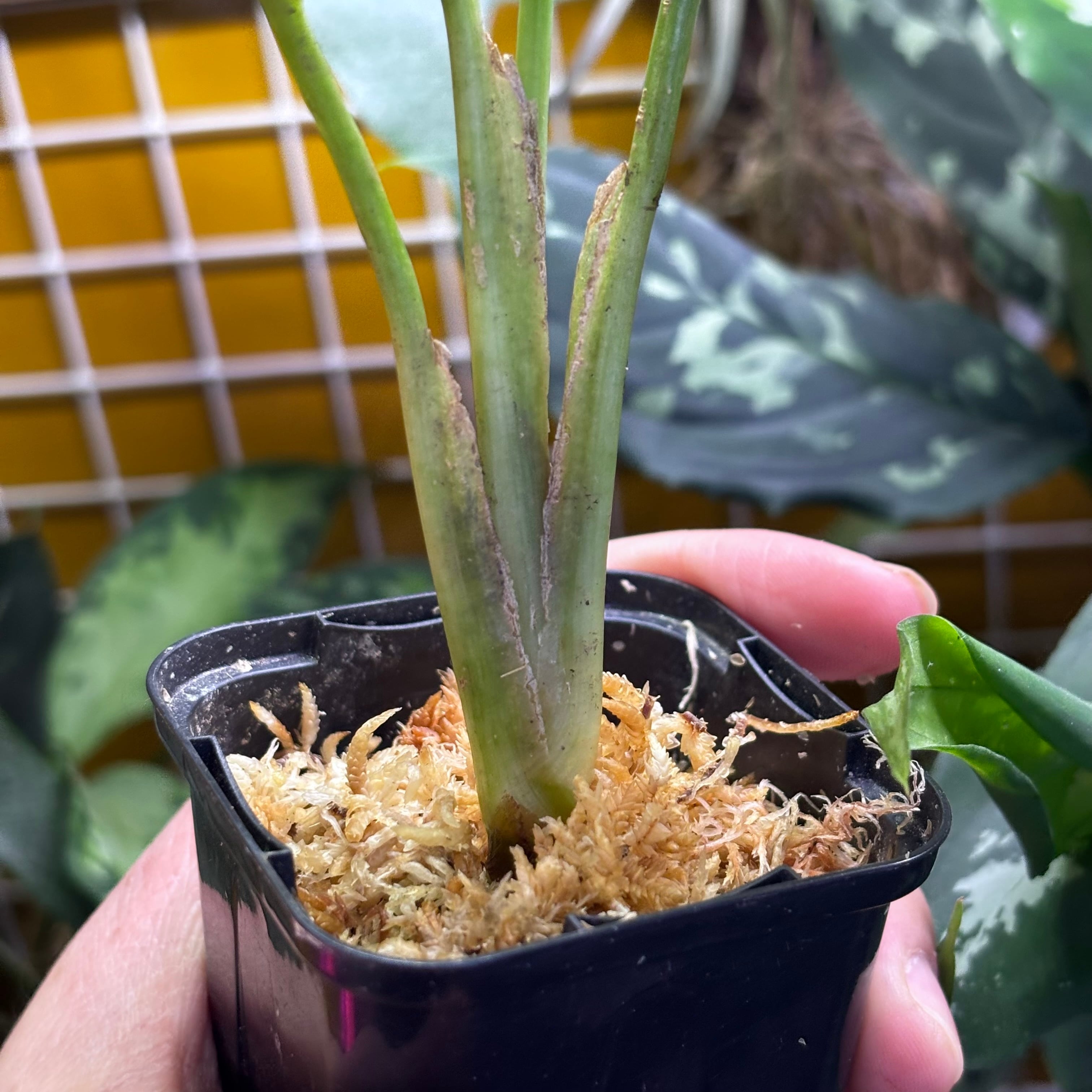 Aglaonema nitidum 
