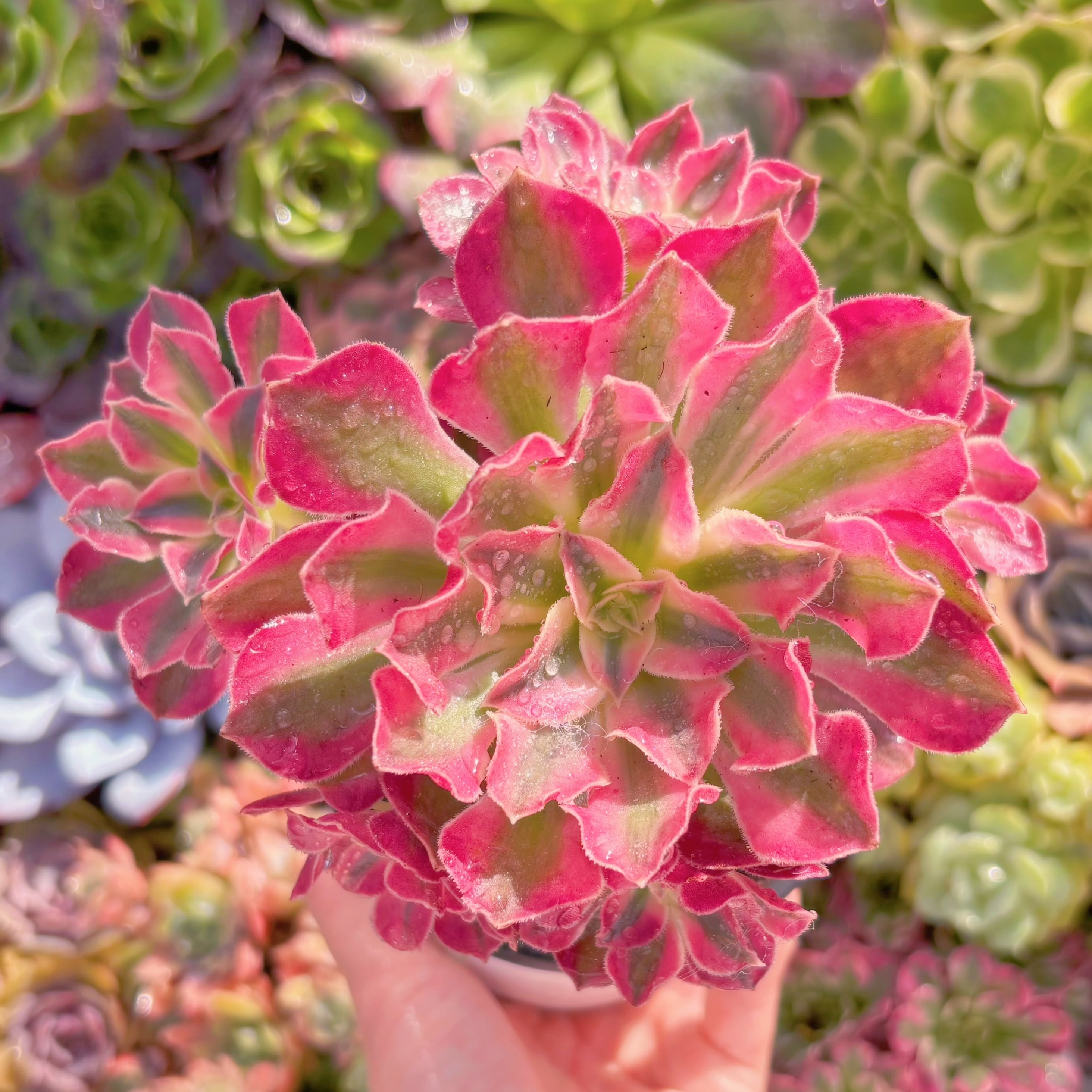 現品　美姫#D07　群生　るる農園