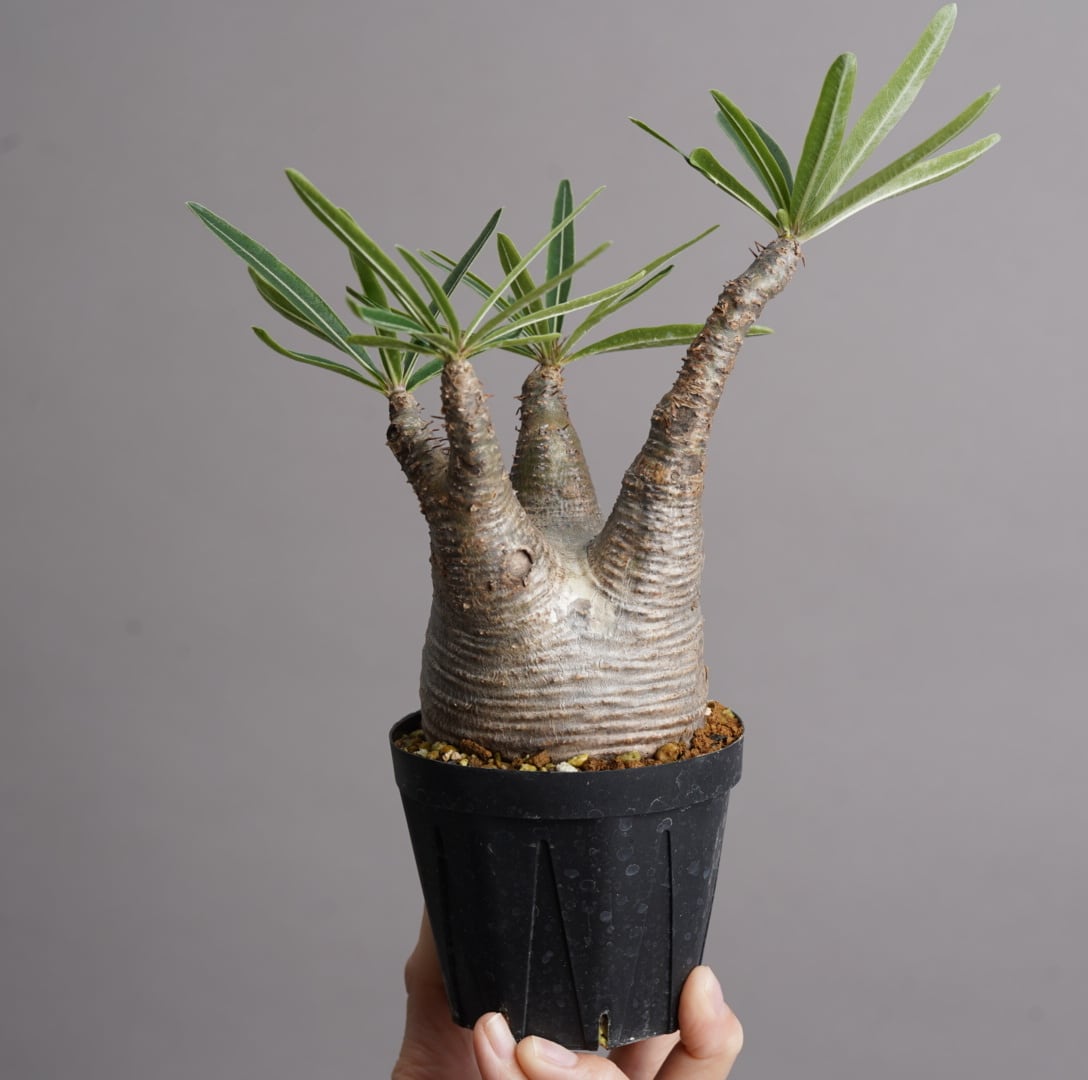 パキポディウム グラキリス 9