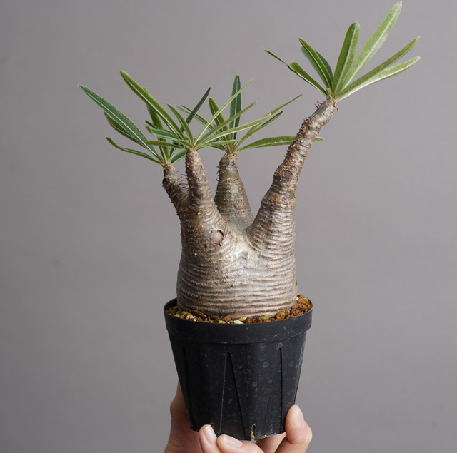 パキポディウム グラキリス no.9〈発根済み〉