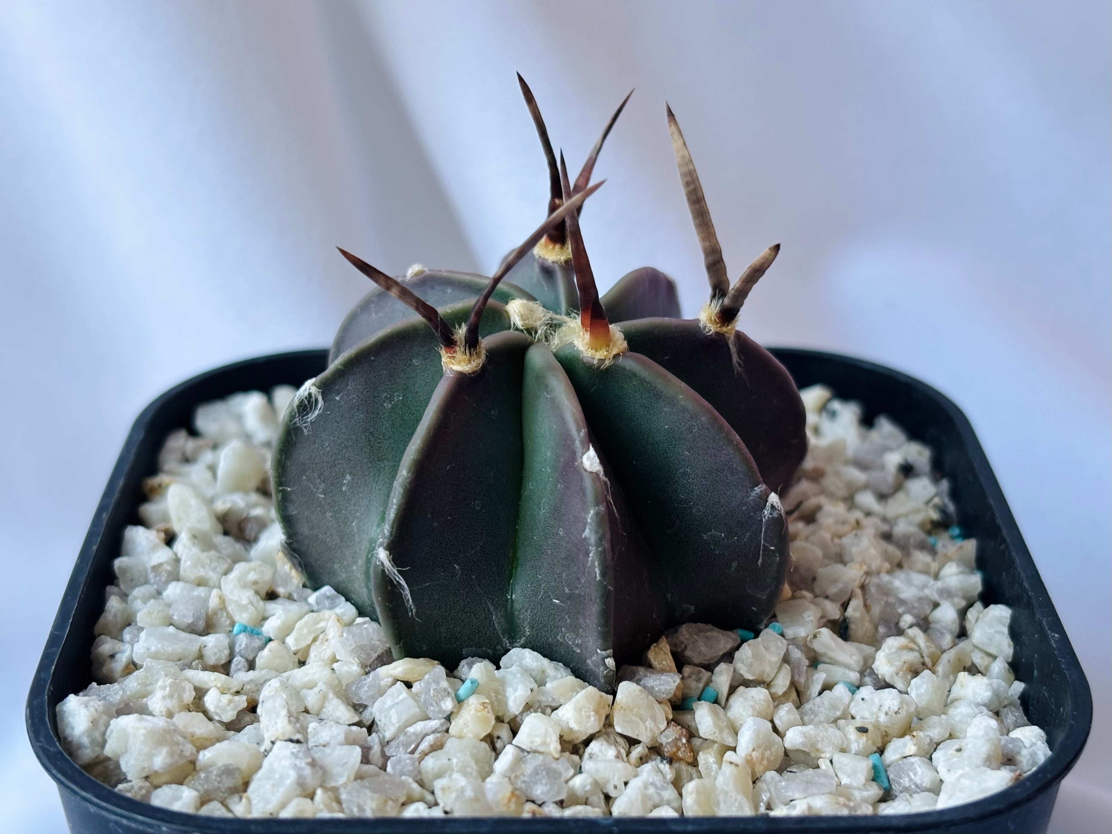Astrophytum アストロフィツム | plants MARU ーサボテン・多肉植物の