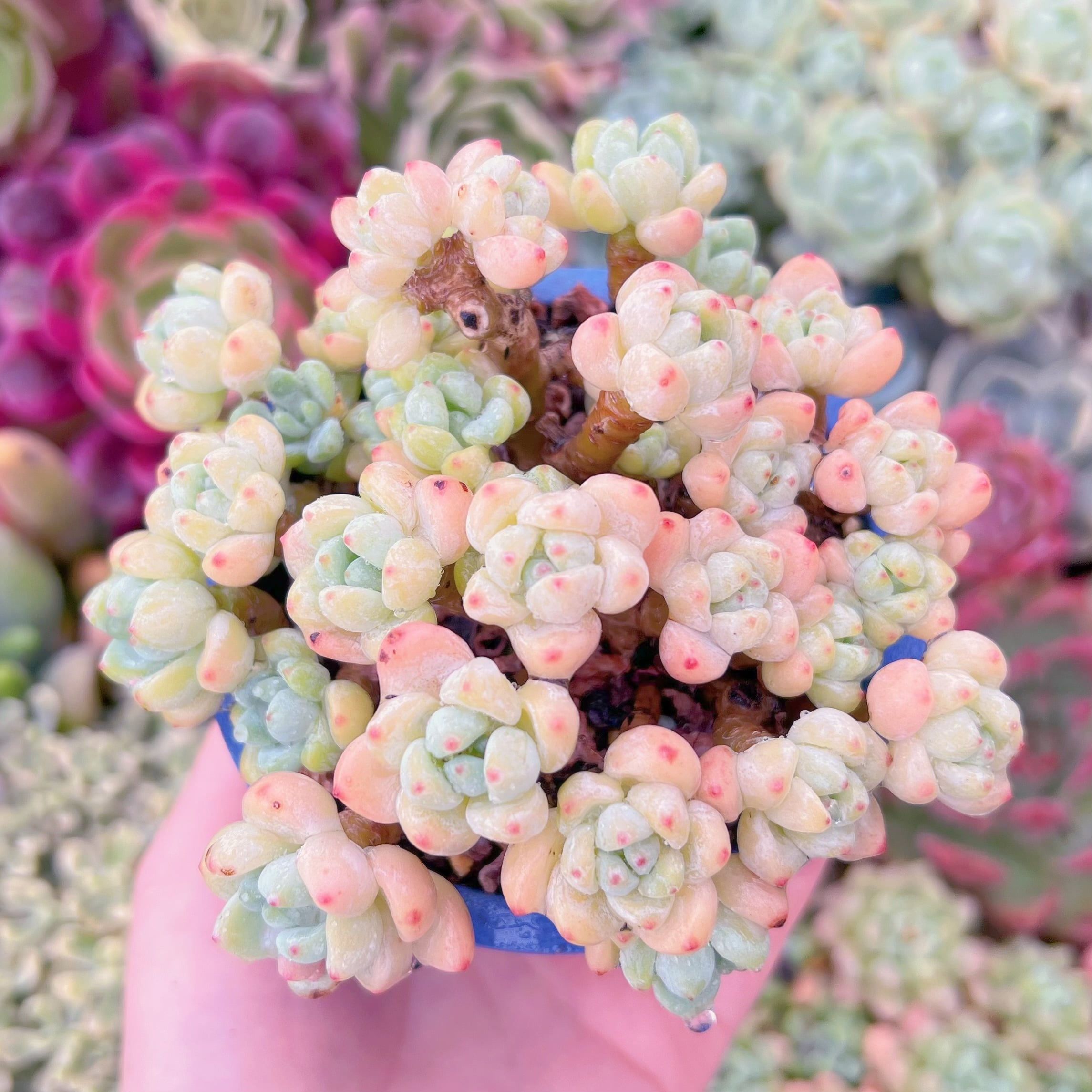 現品　ピンクラウル#F047　群生　るる農園