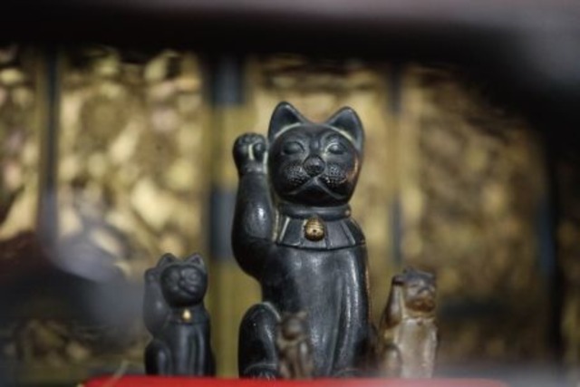 島猫映画「Nyaha！」DVD