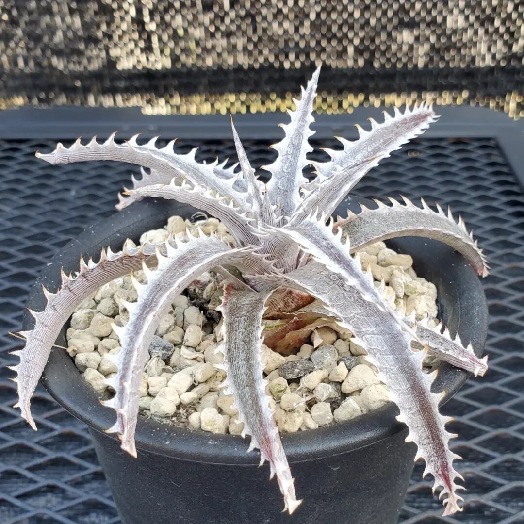 F00500_Dyckia 'Little Wing' F2 (NNN-LWF2-002)：ディッキア・リトル
