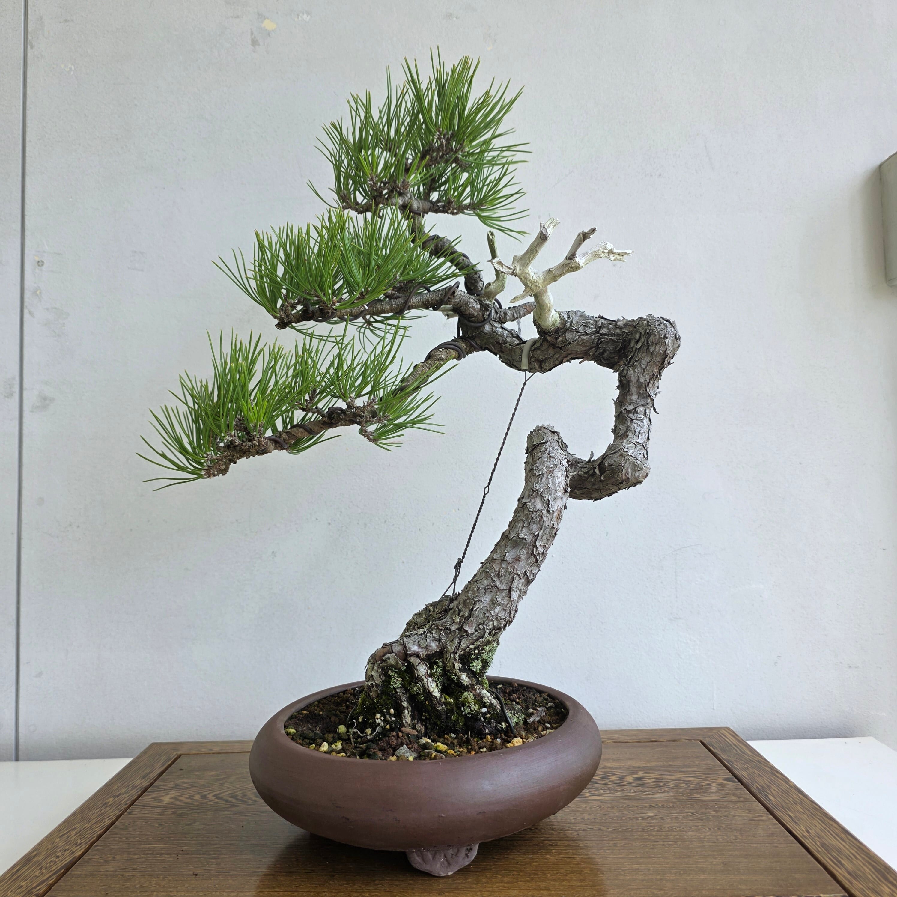 公式EC】BONSAI IKUMA