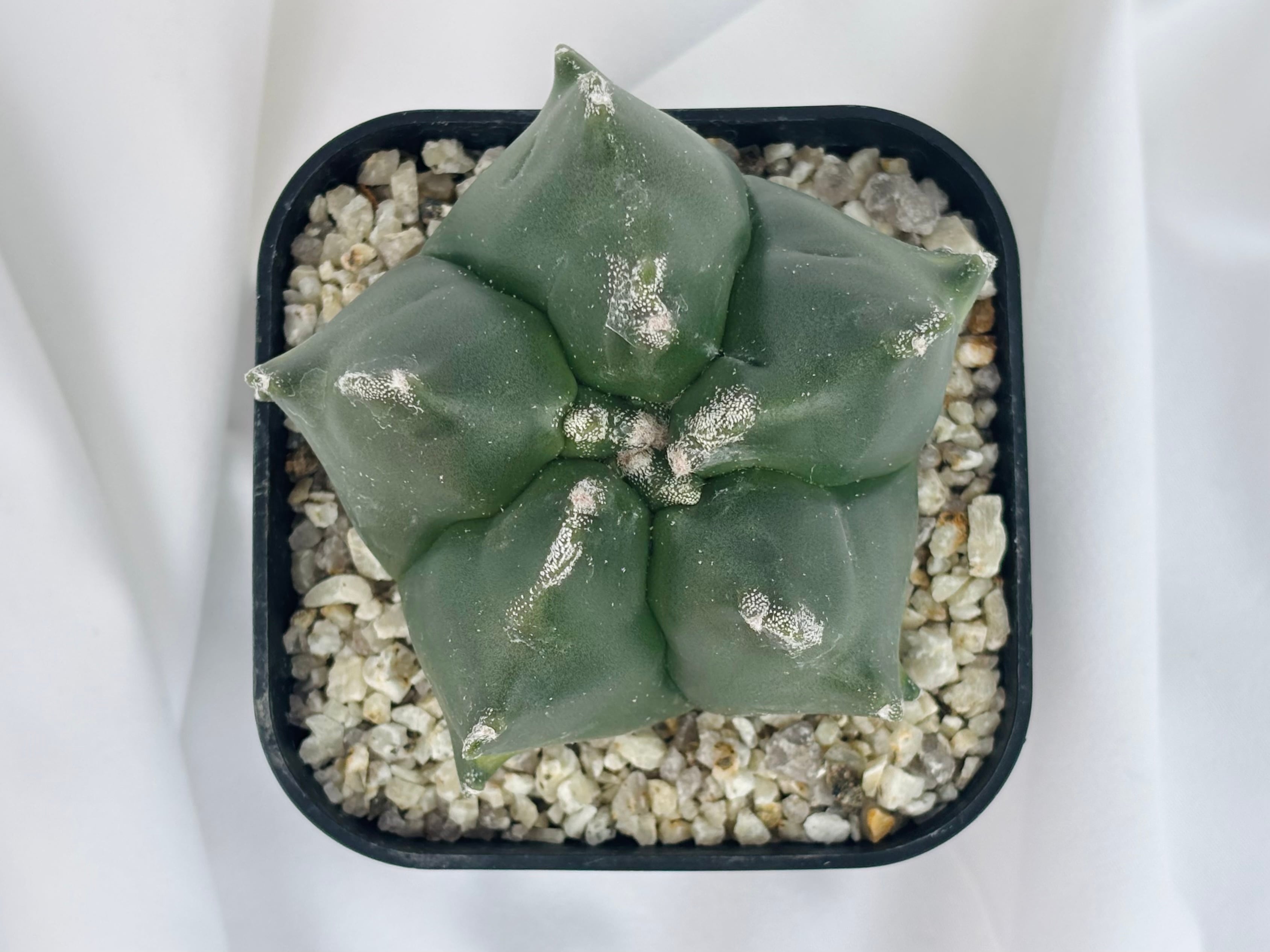 Astrophytum myriostigma アストロフィツム 雪稜ヘキラン ランポー玉