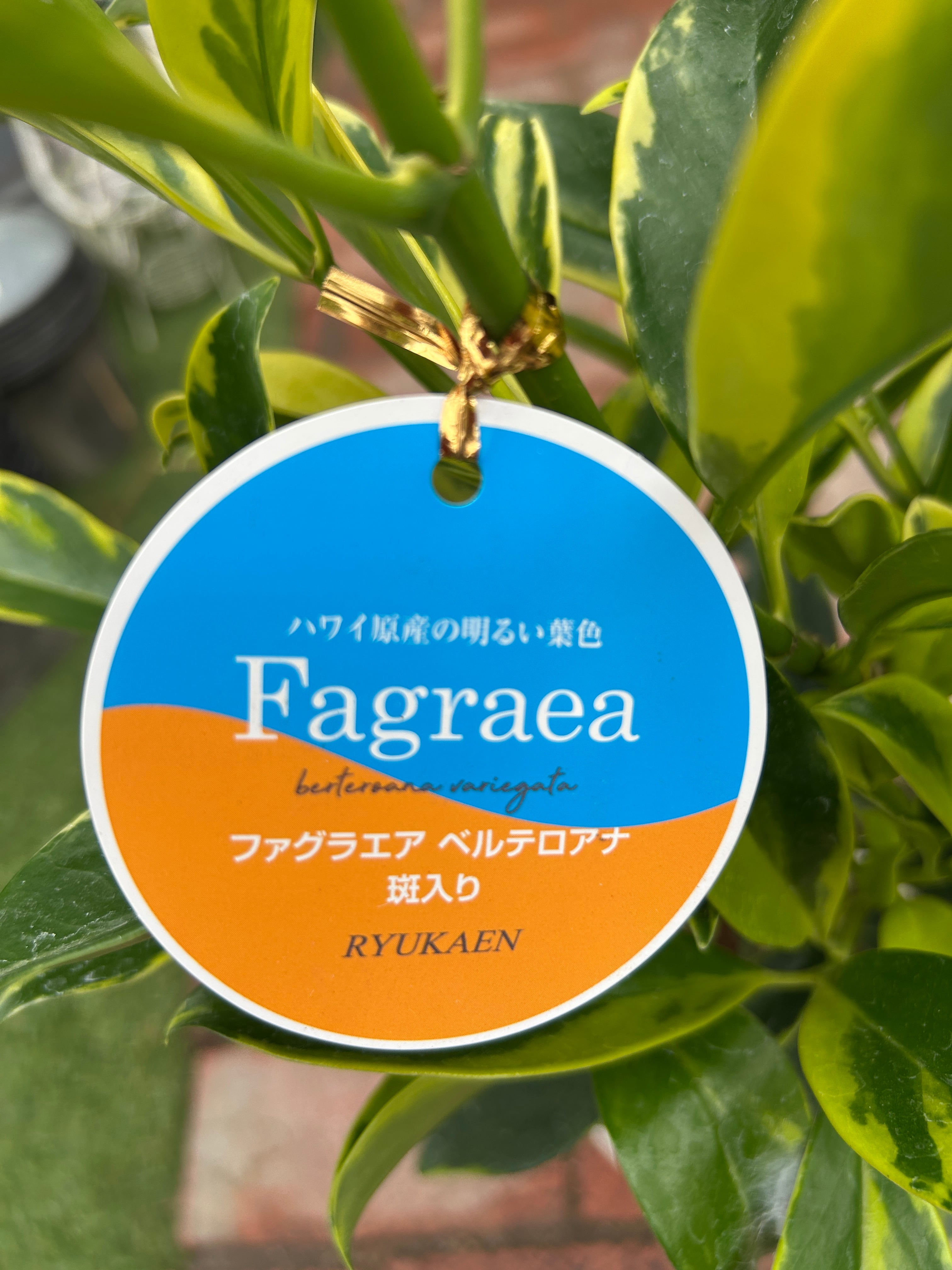 ファグラエア ベルテロアナ斑入り | オニ通