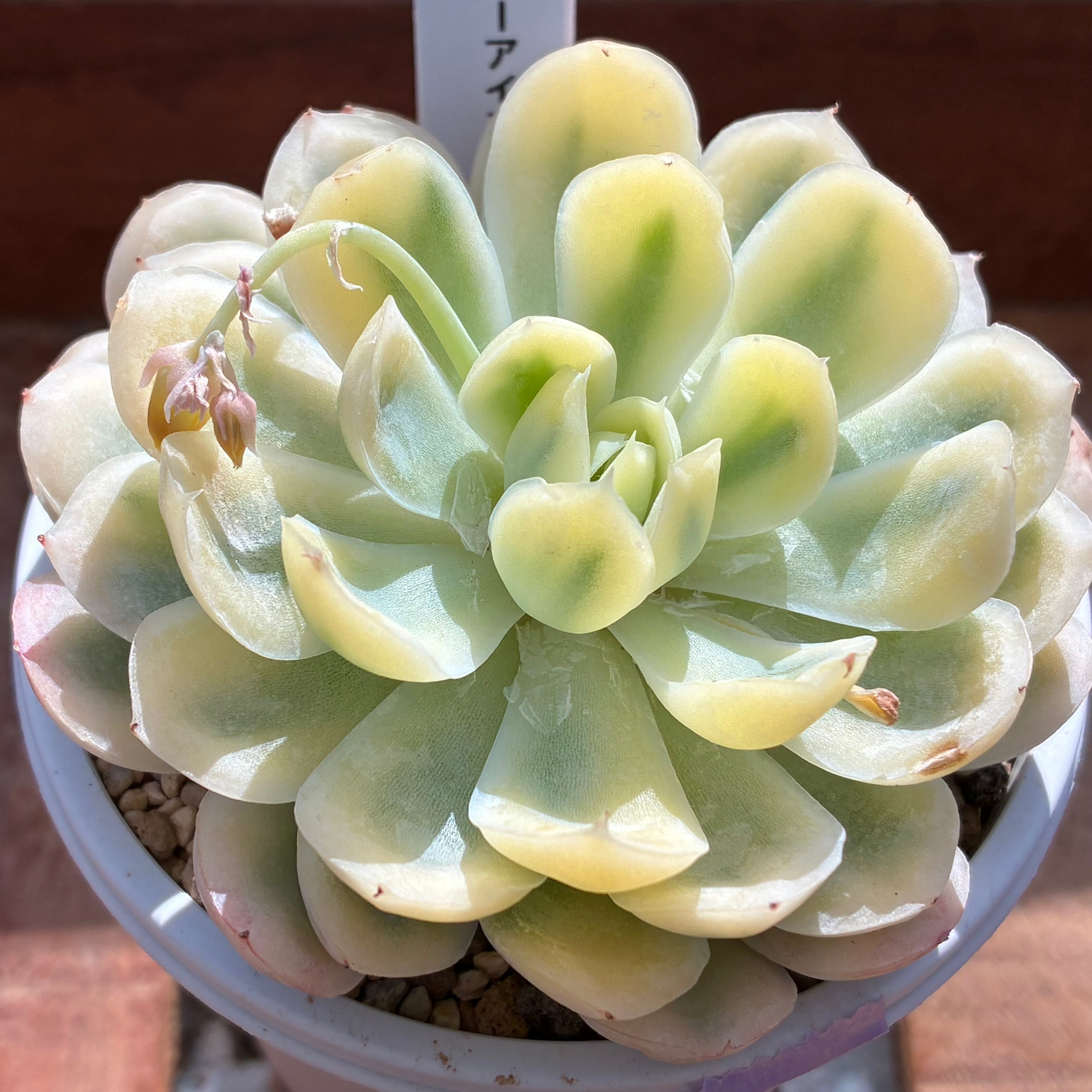 ハオルチア B型コンプトミュータント錦① | mocono_plants