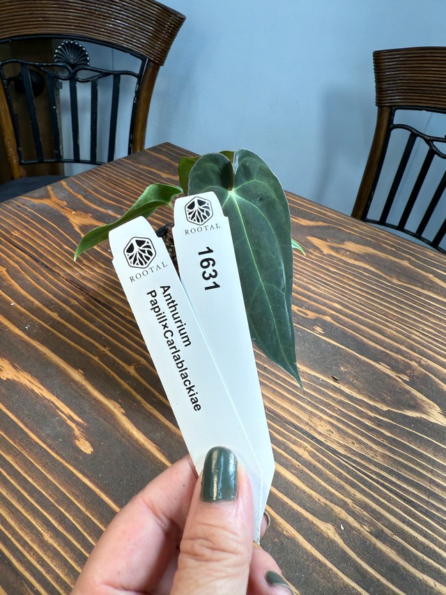 ★1631 【翡翠のヴェール】アンスリウム　パピ×カーラブラッキーアイ（2.5号プラ鉢）