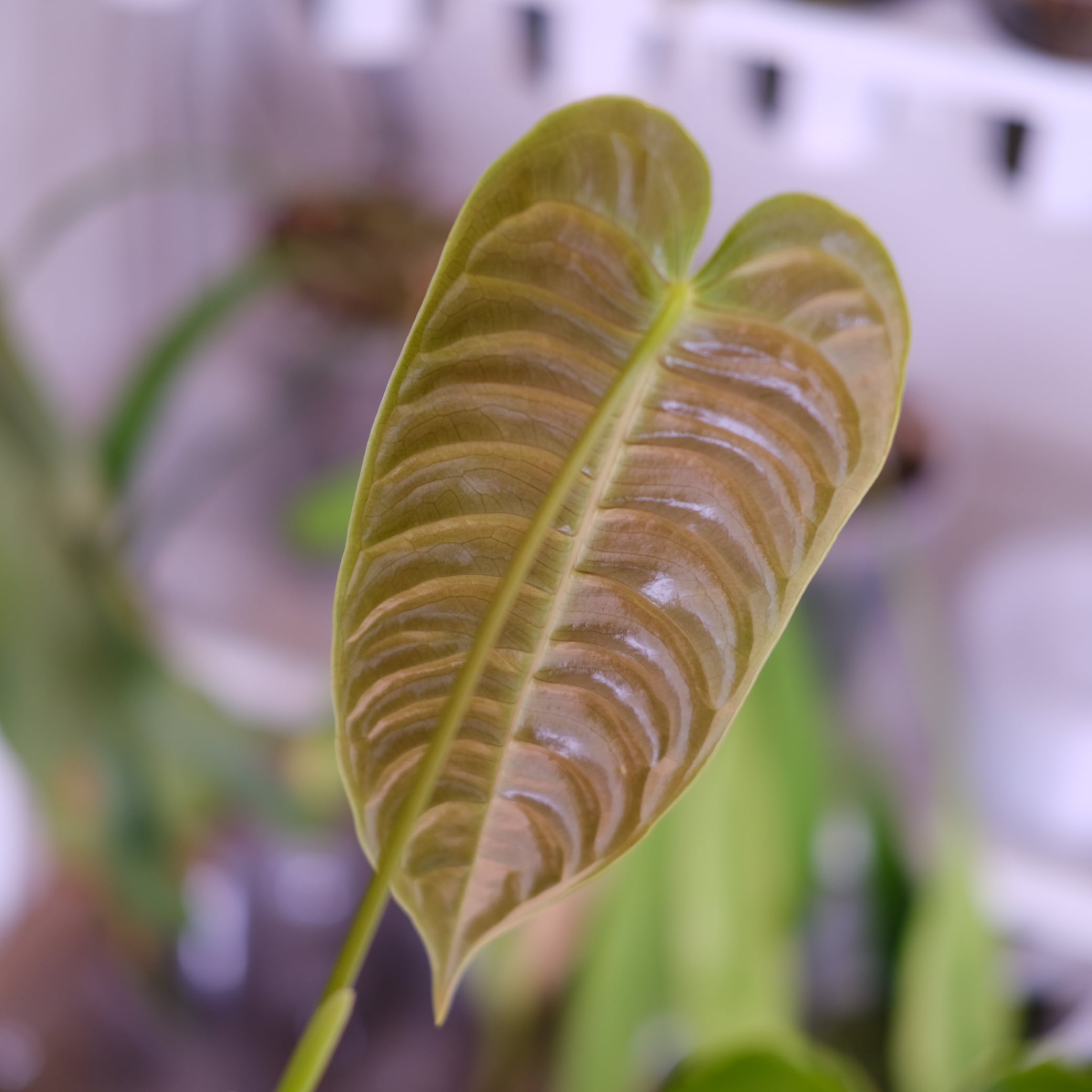 アンスリウム・ベイチー│Anthurium Veitchii④│観葉植物