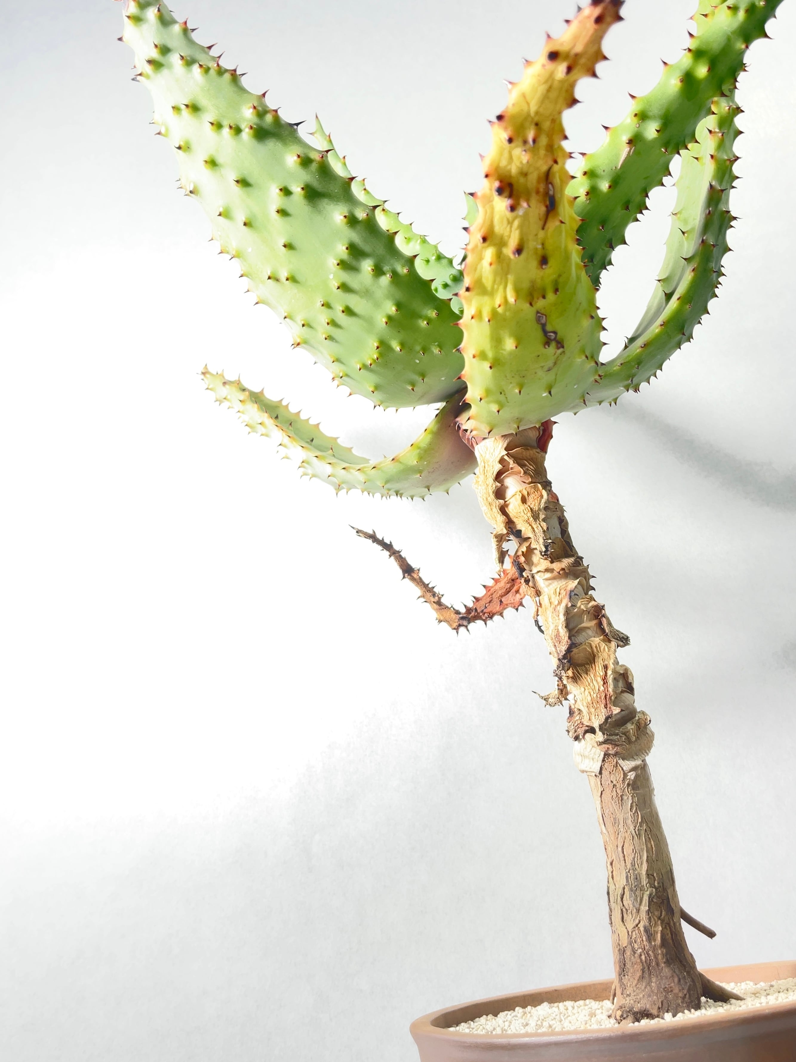 アロエ・マルロシー | trigger