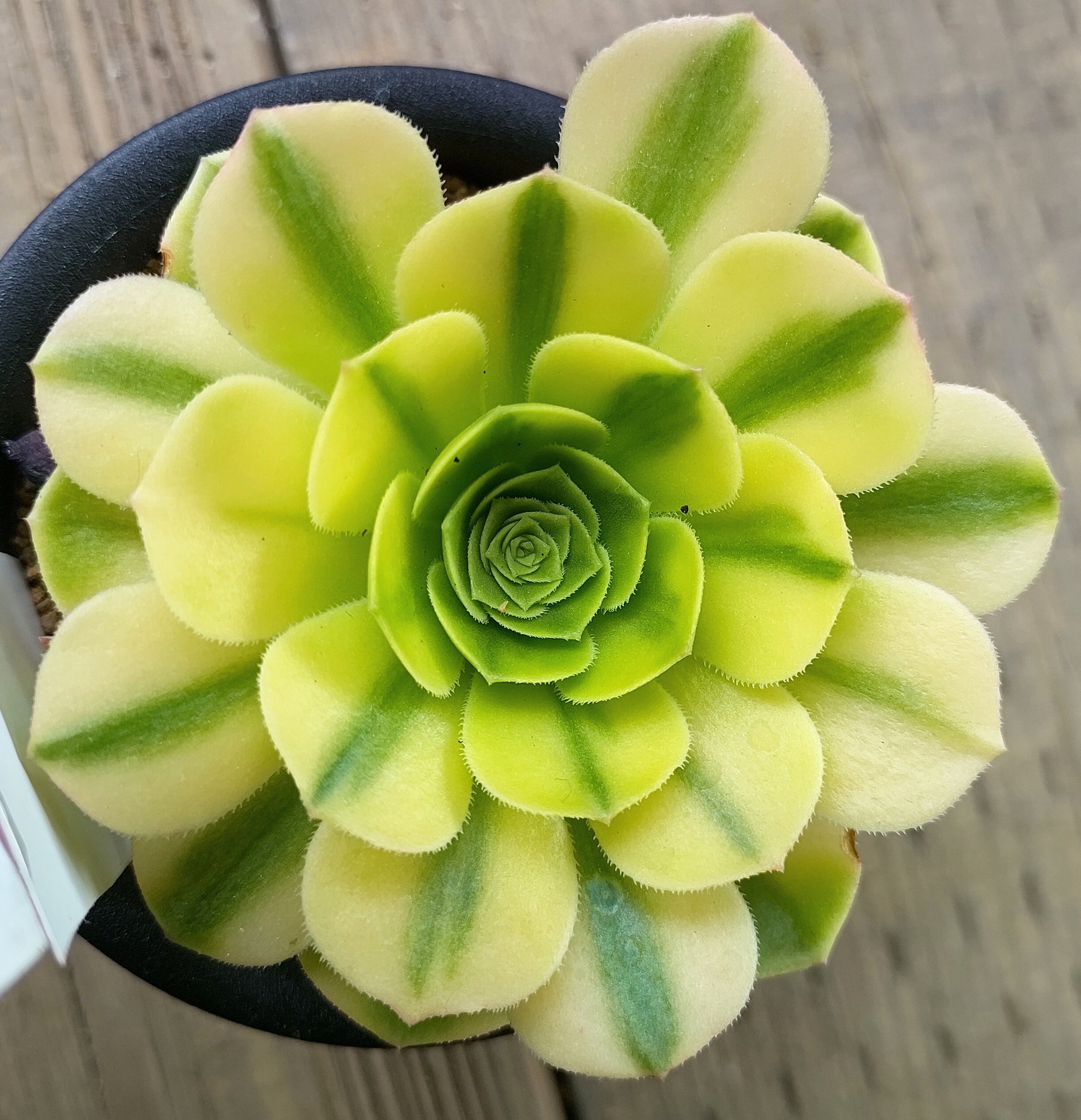 マバハ(アエオニウム) | RuPo 多肉植物専門店