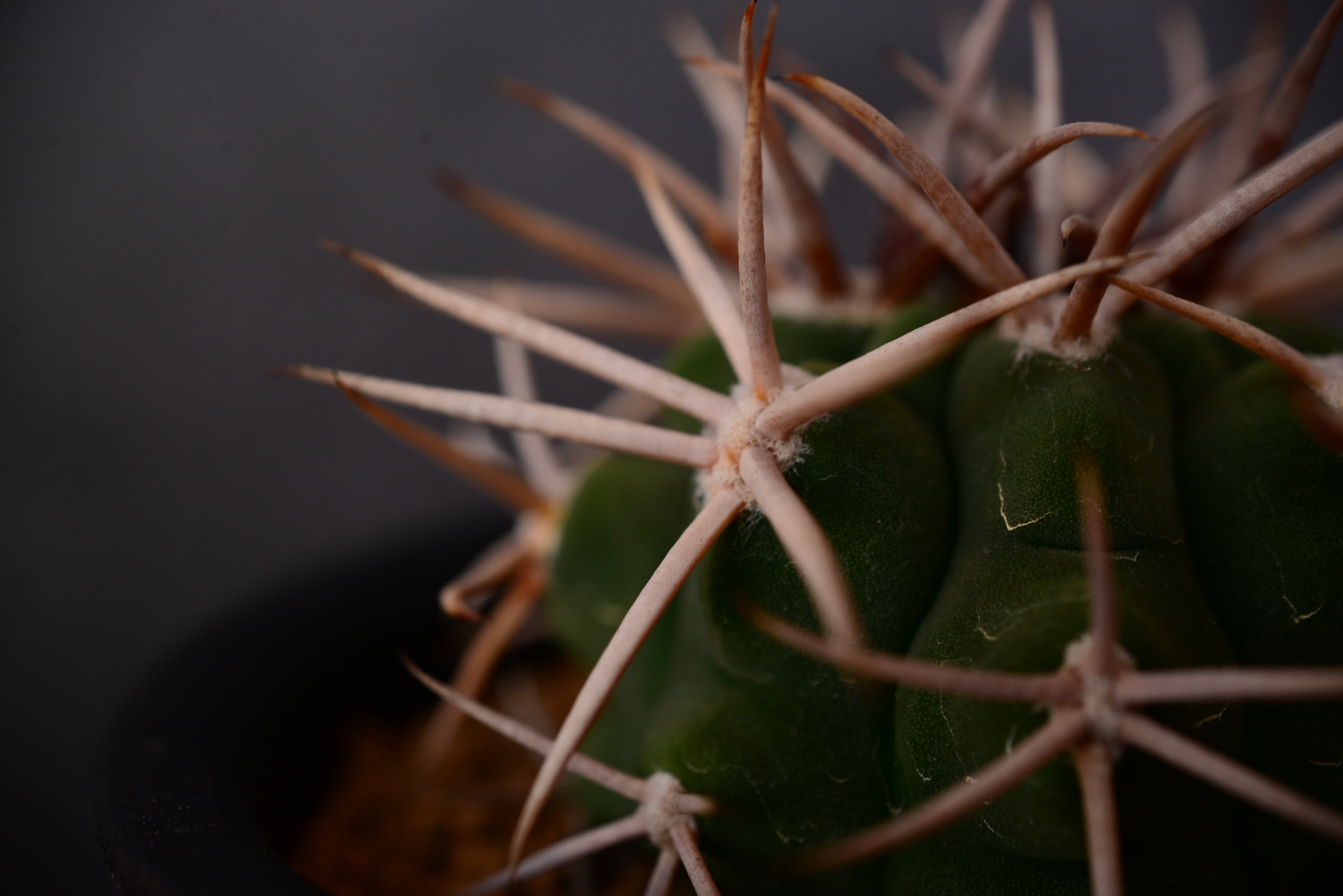 ギムノカリキウム フェロシオール | N collect plants