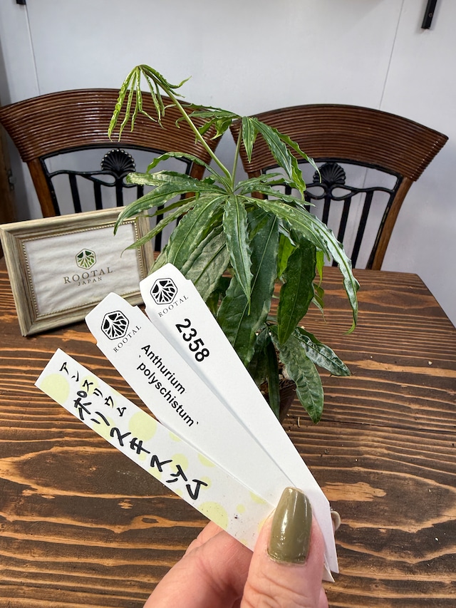 ★2358 アンスリウム　ポリスキスツム（3号ポット）