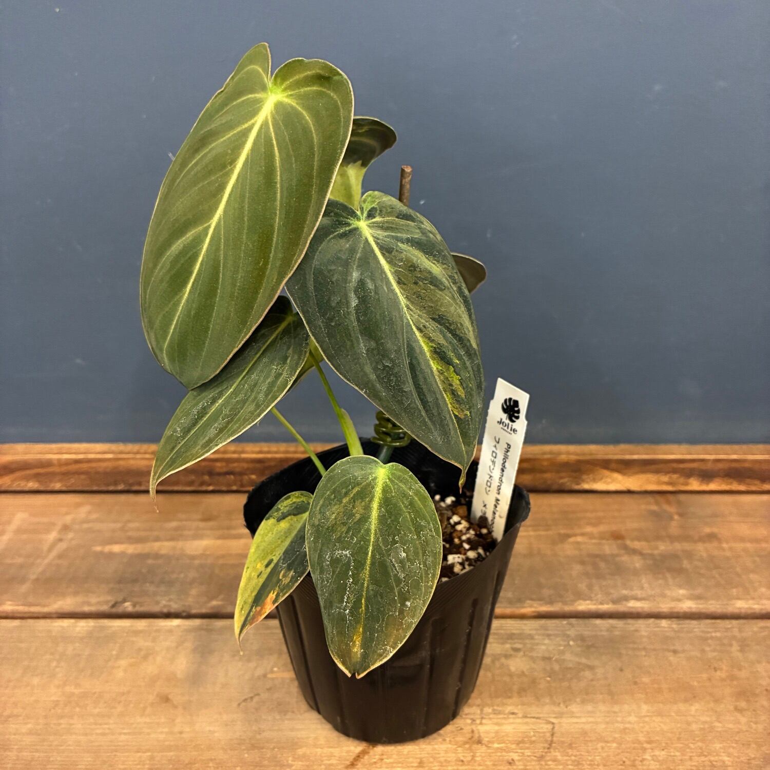 観葉植物 | PROTOLEAF プロトリーフ