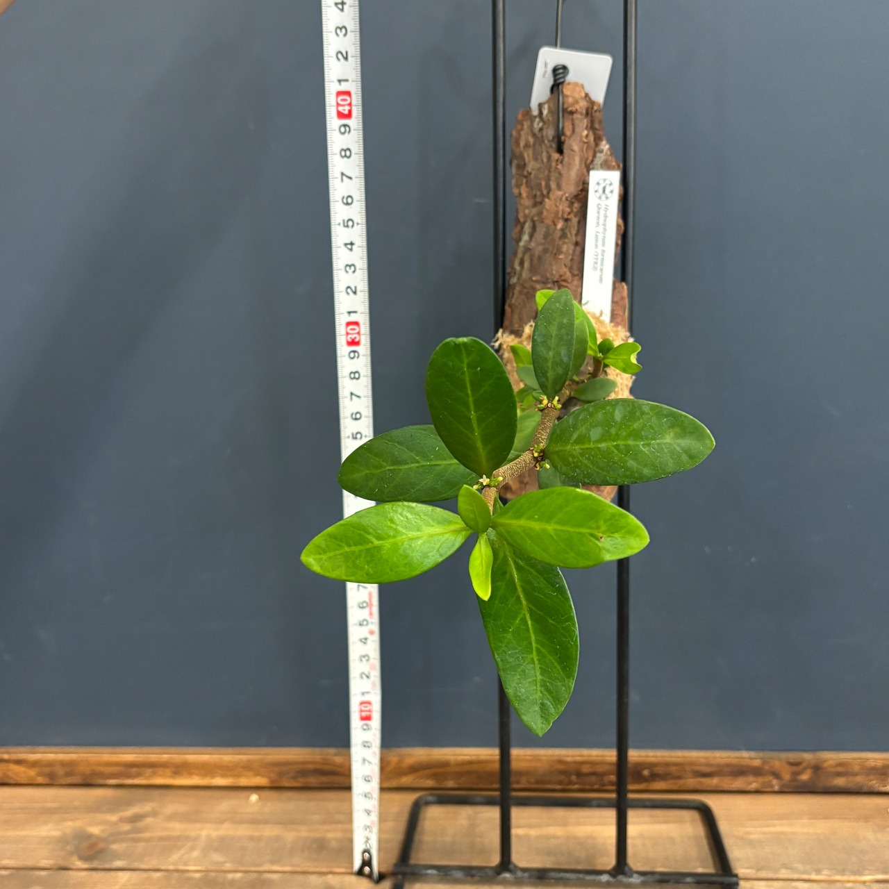 ヒドノフィツム fornicarum【549】