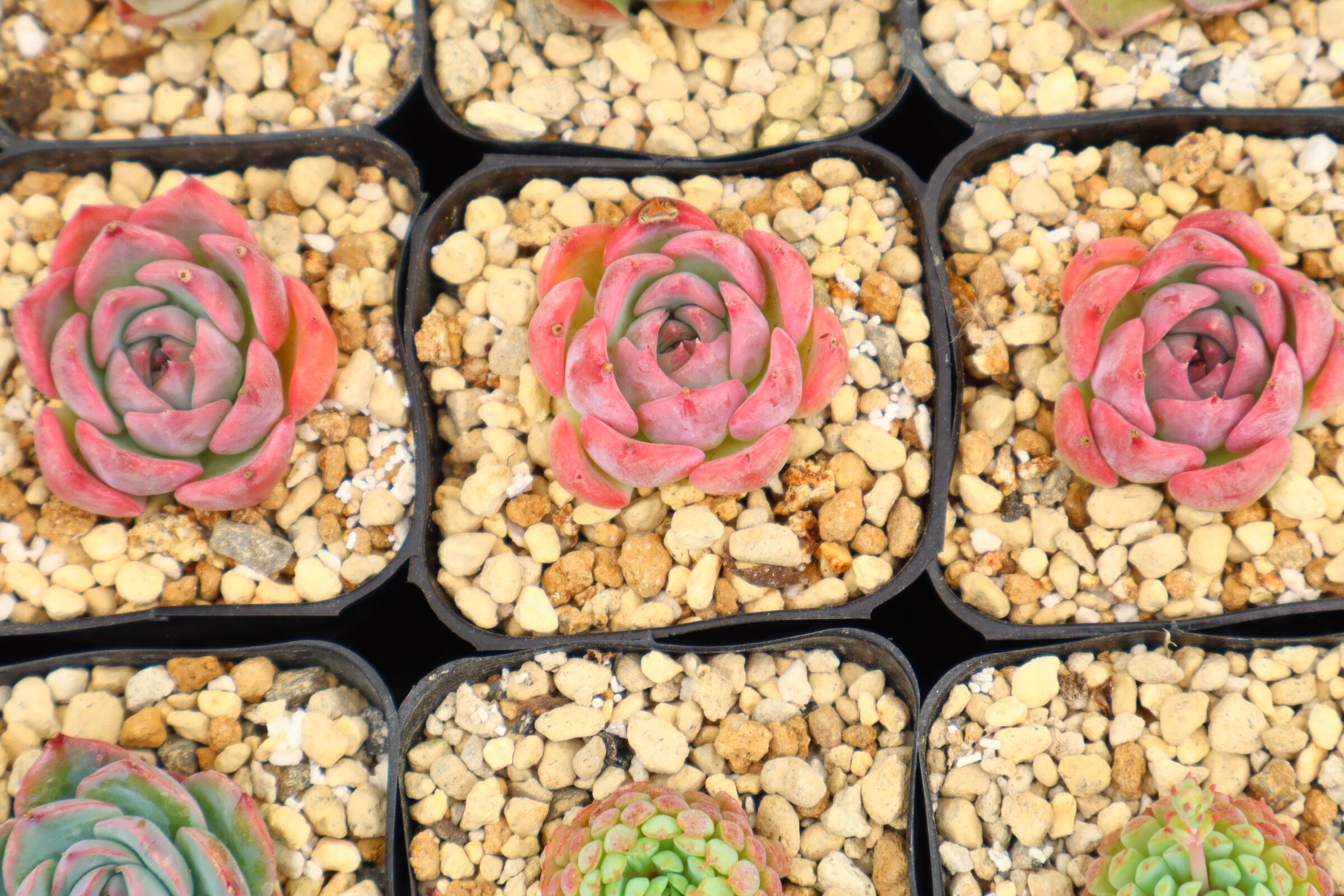 予約用 アエオニウム・アリス斑入り（特大） | 二代目大和高原の