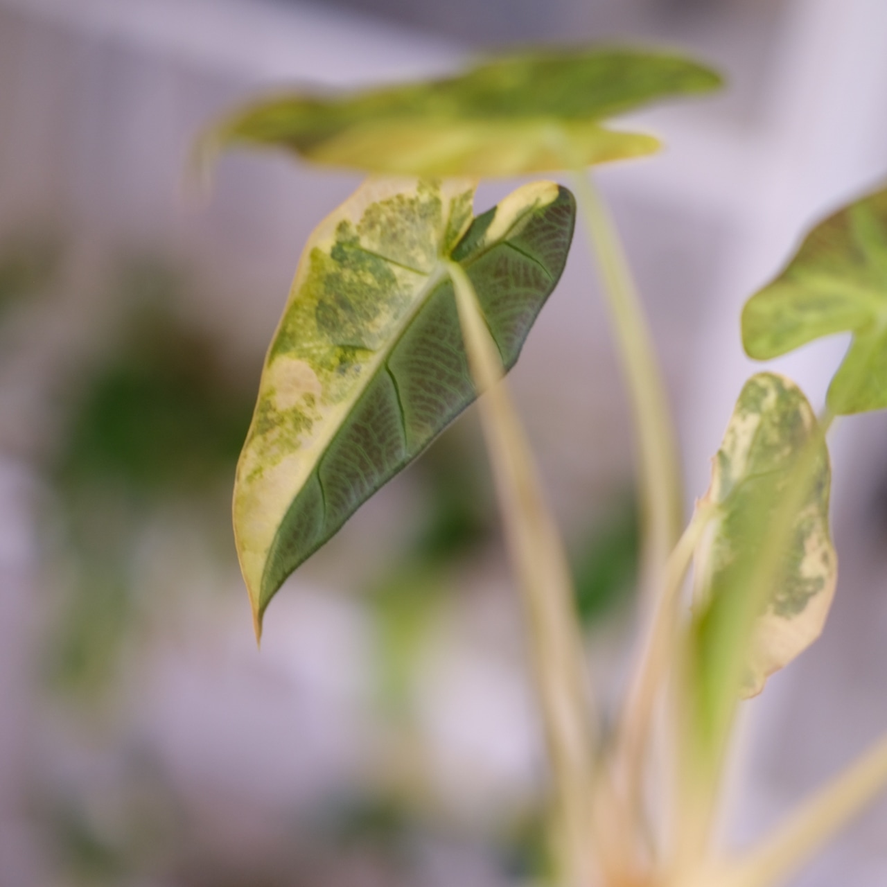 アロカシア バンビーノ イエロー / Alocasia bambino variegated 'Yellow'⑮ / 観葉植物