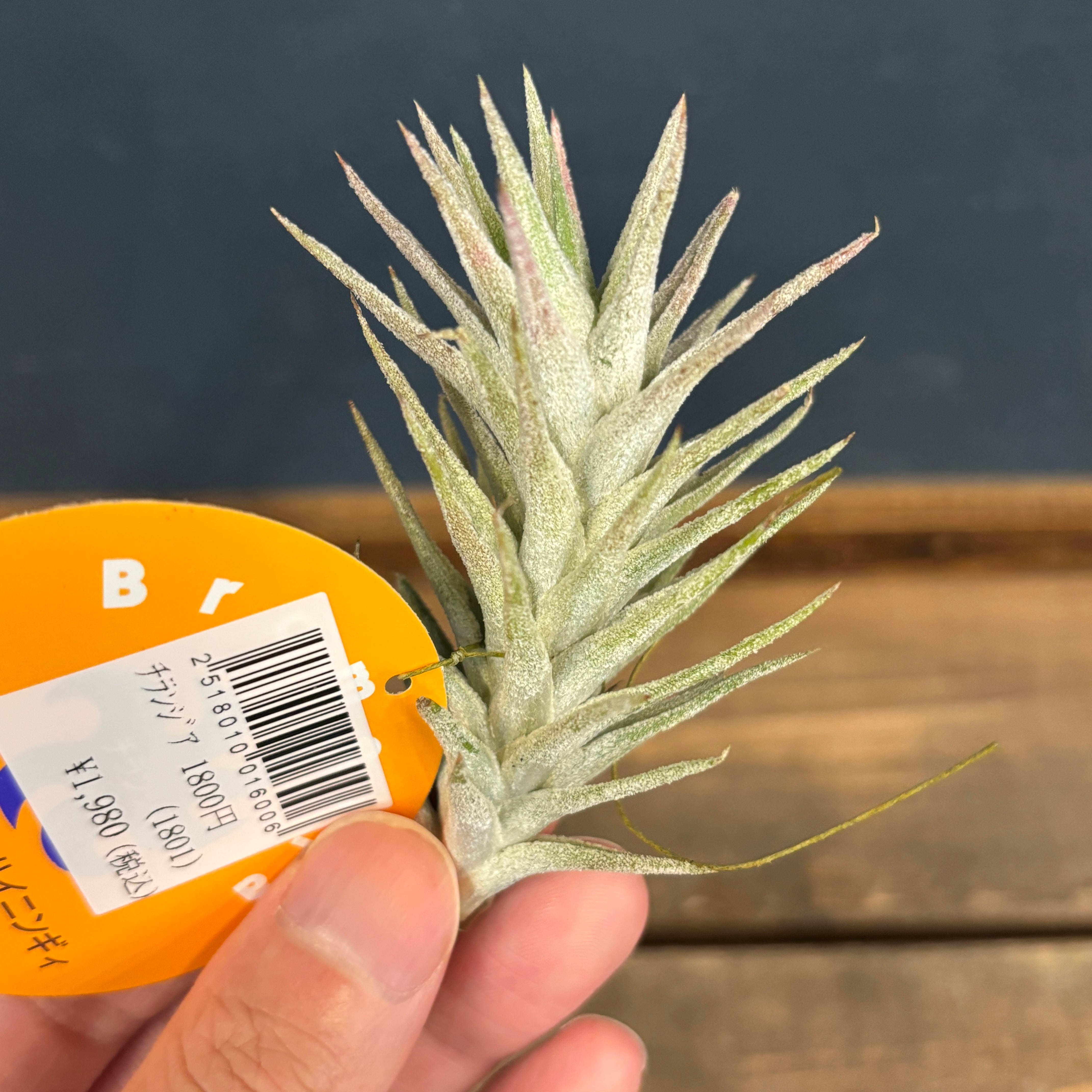 チランジア イオナンタ バンハイニンギー【380】