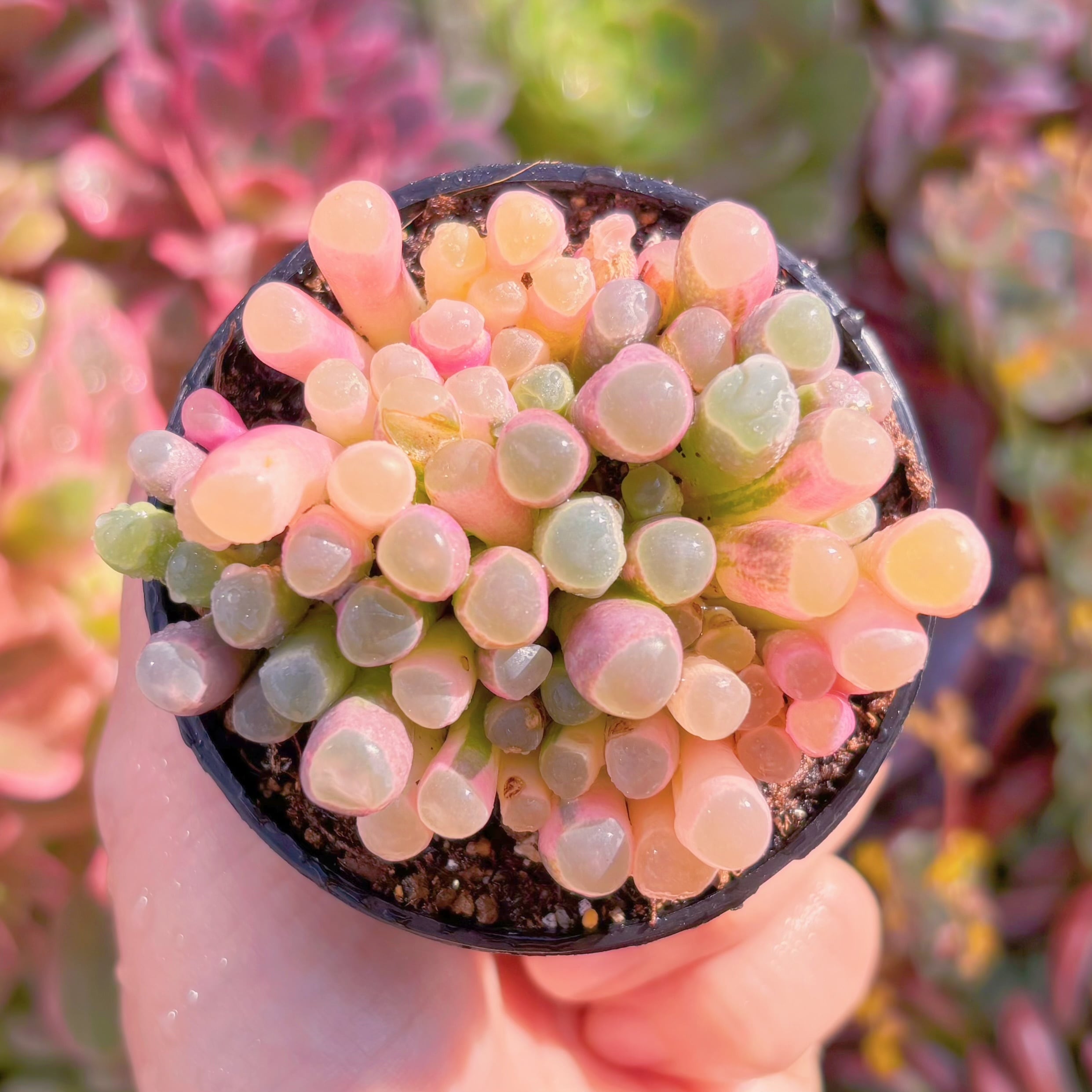 現品　五十鈴玉錦#B11　残り僅少　新入荷　るる農園