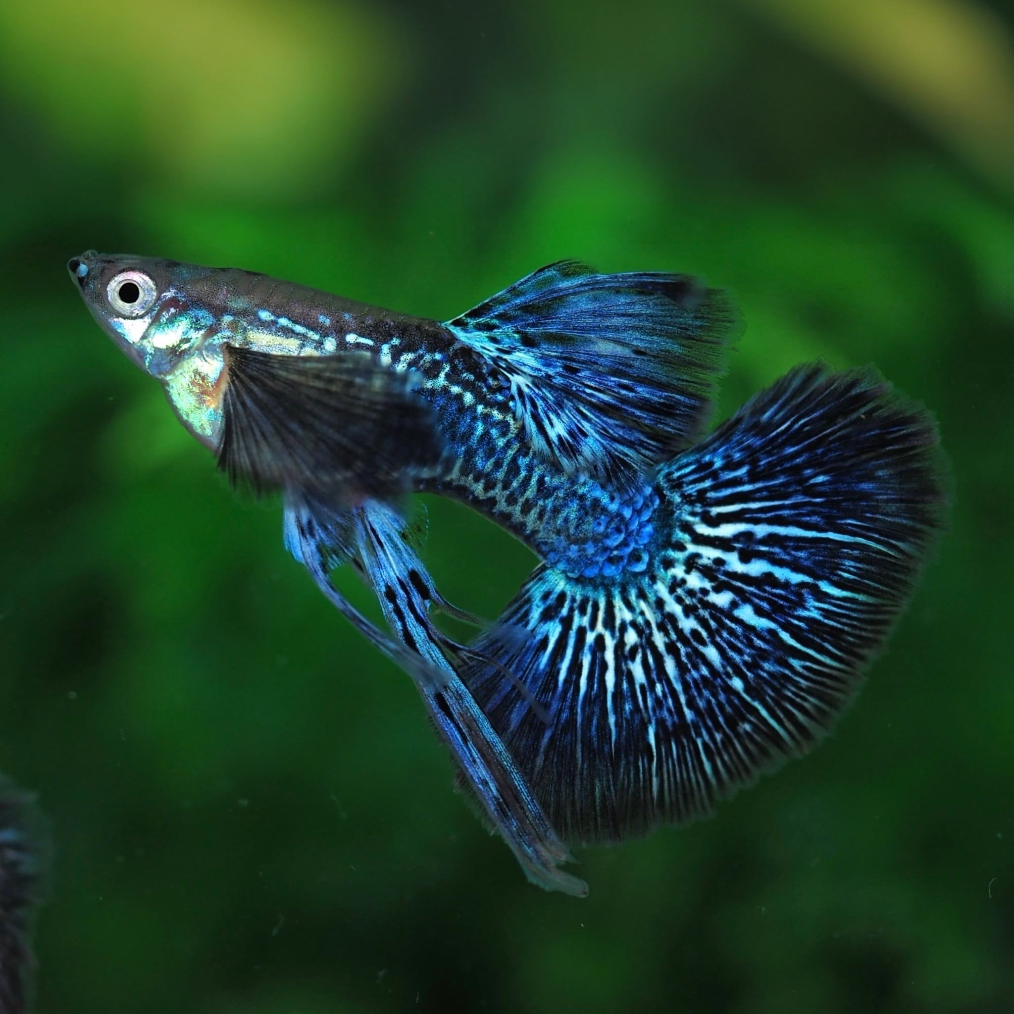 【八代海洋】 クリアブラウンラメ風雅　雄2尾、雌８尾、画像の10尾セット（魅惑の品種！） | (めだか)クリアブラウンヒカリメダカ⁄クリアブラウンひかり